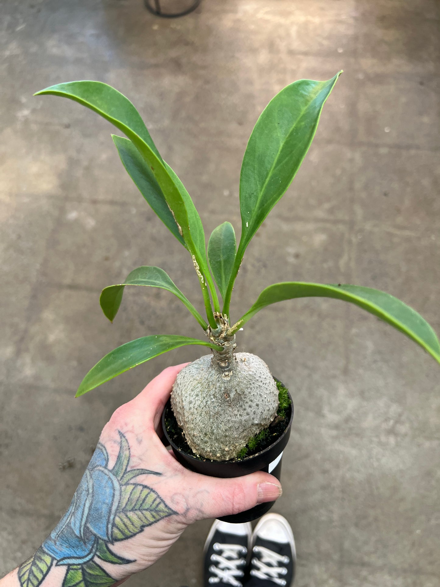 Myrmephytum Selebicum