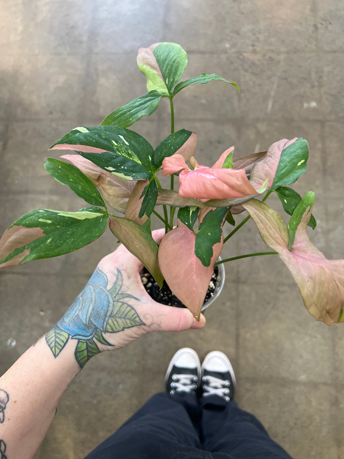 Syngonium Red Spot Tricolor
