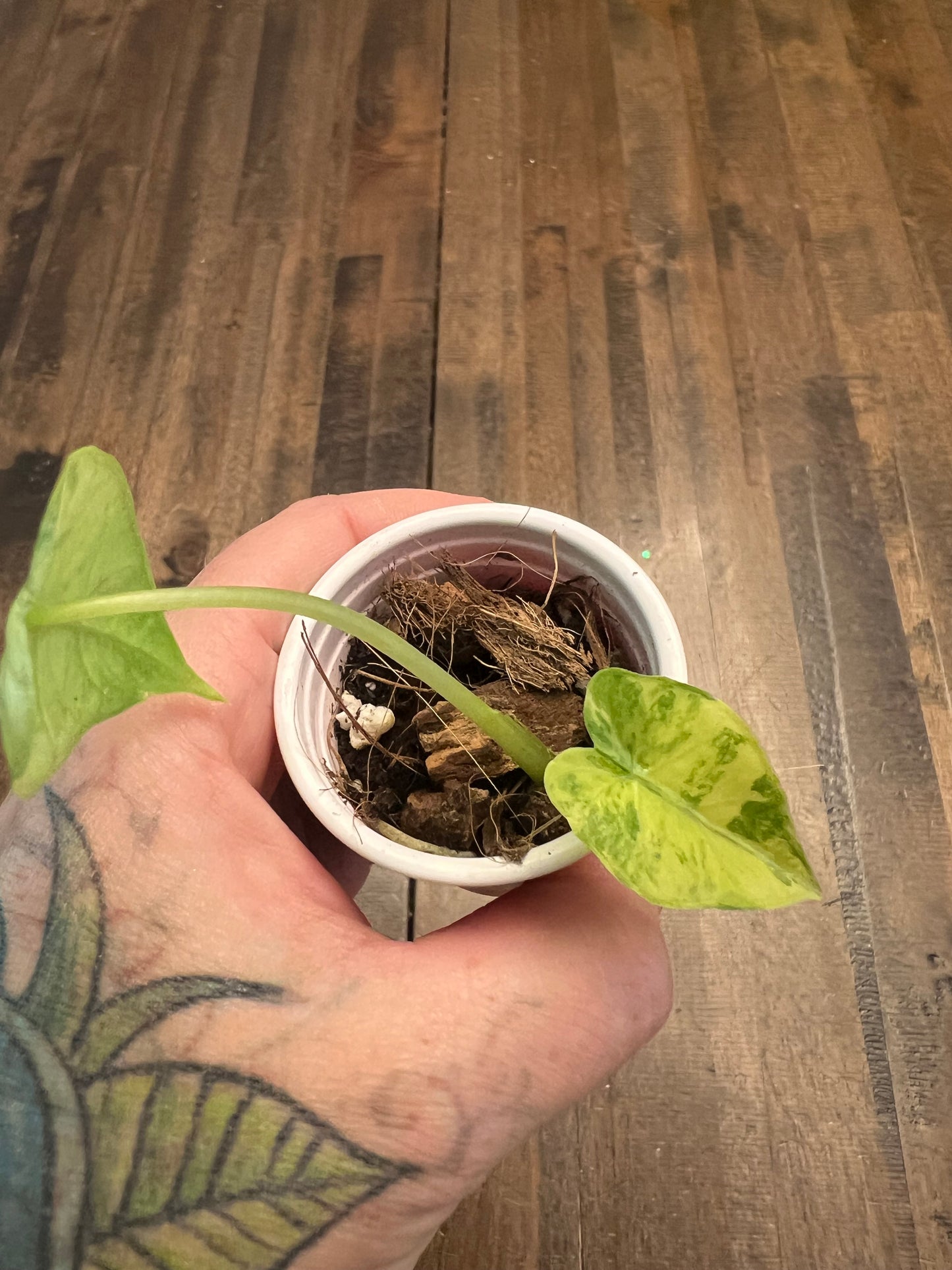 Alocasia Odora Yellow Mint Variegata