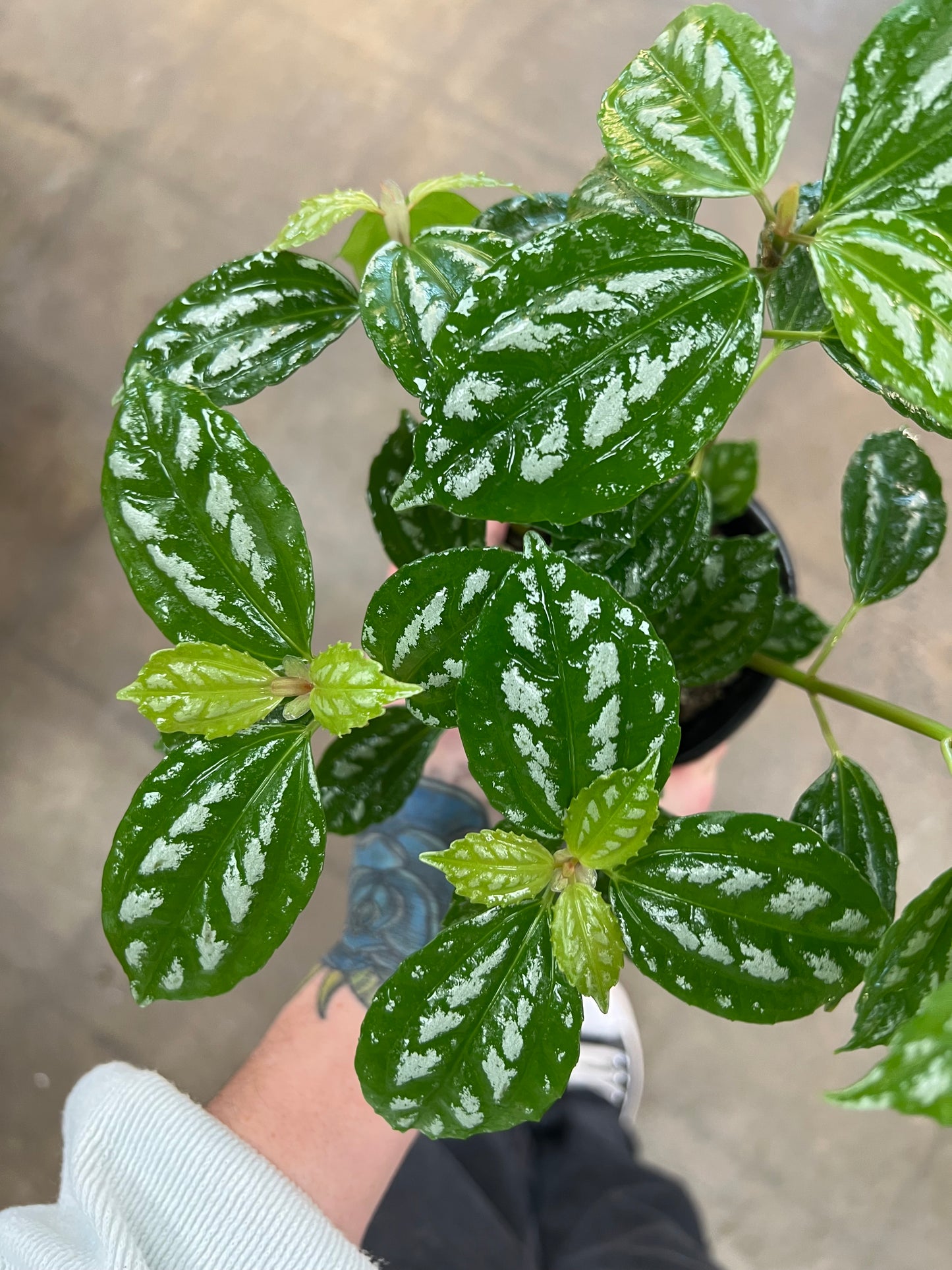 Aluminum Pilea