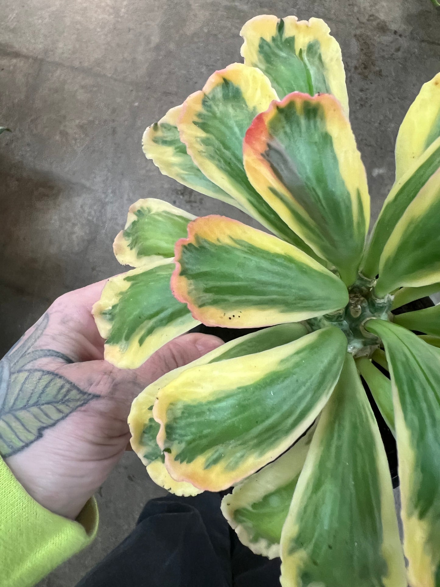 Euphorbia Poissonii Variegata