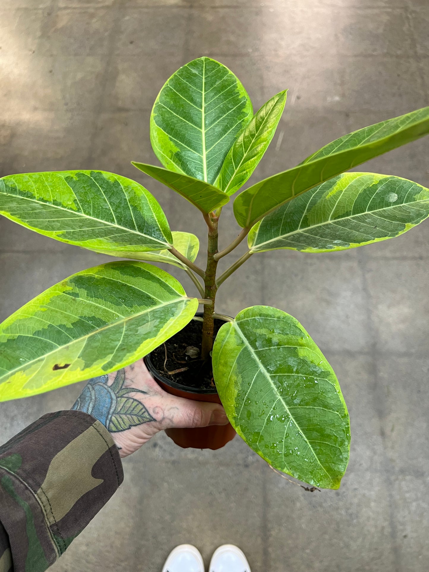Ficus Altissima