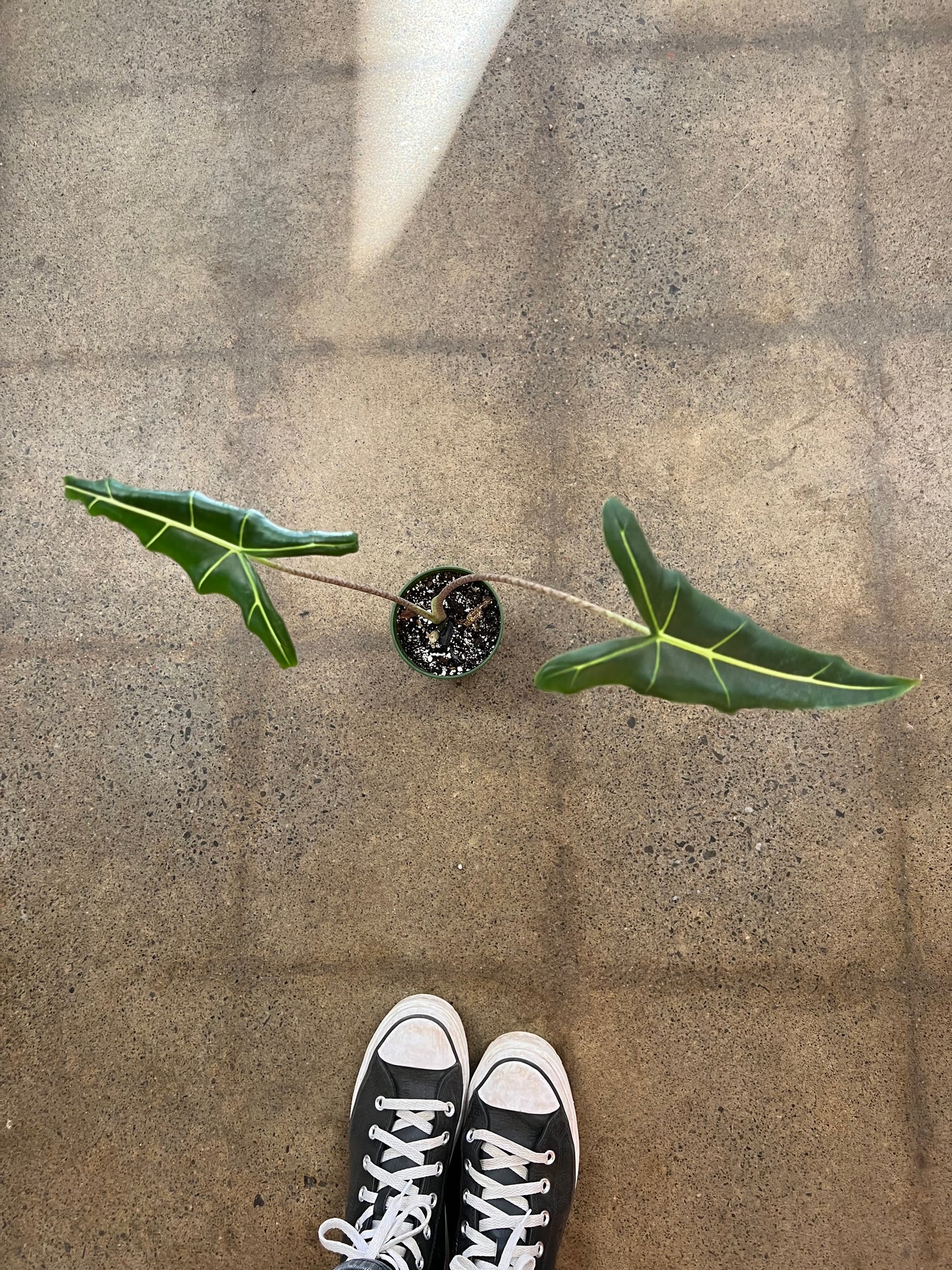 Alocasia Sarian