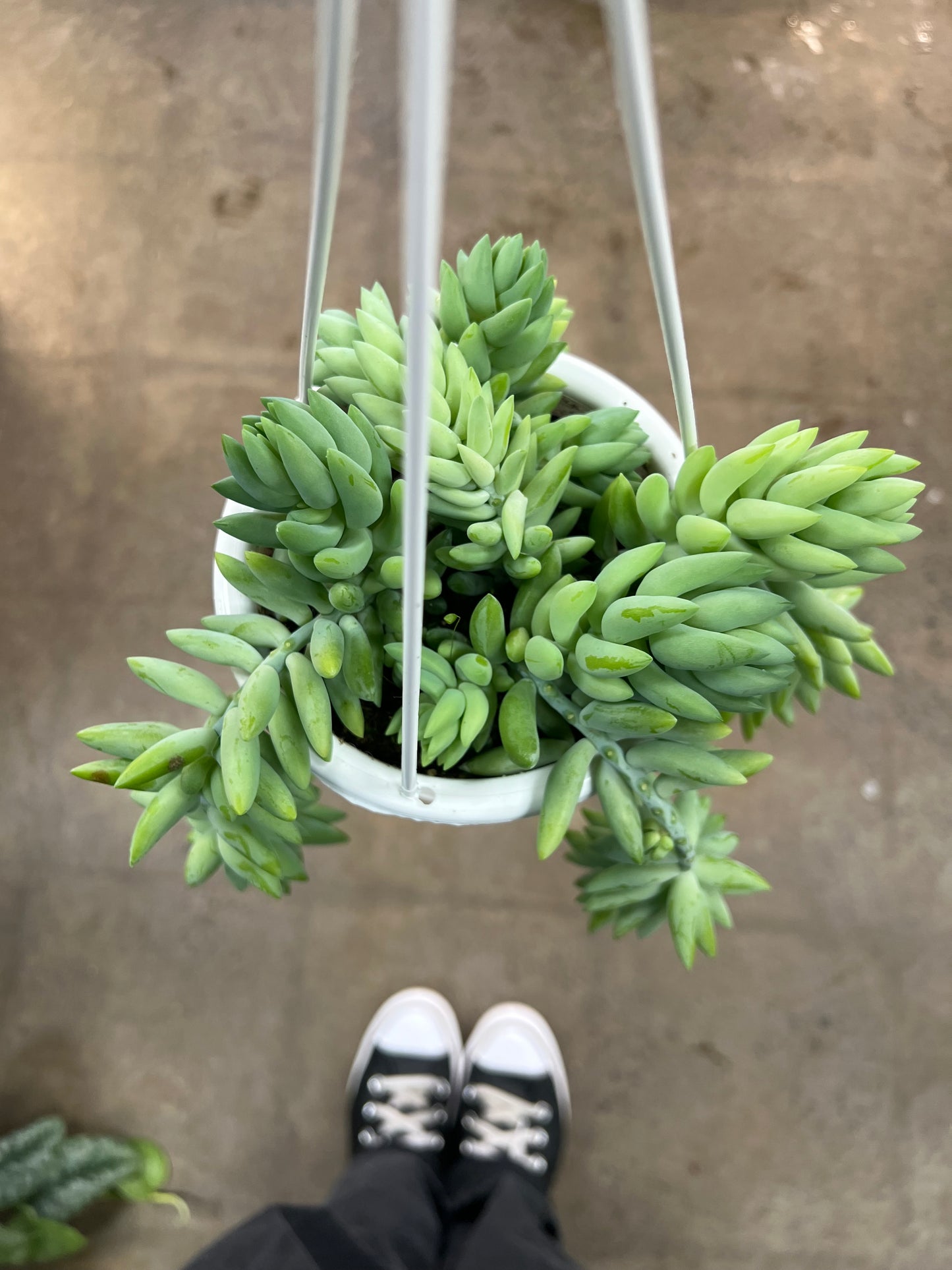 Sedum Morganianum