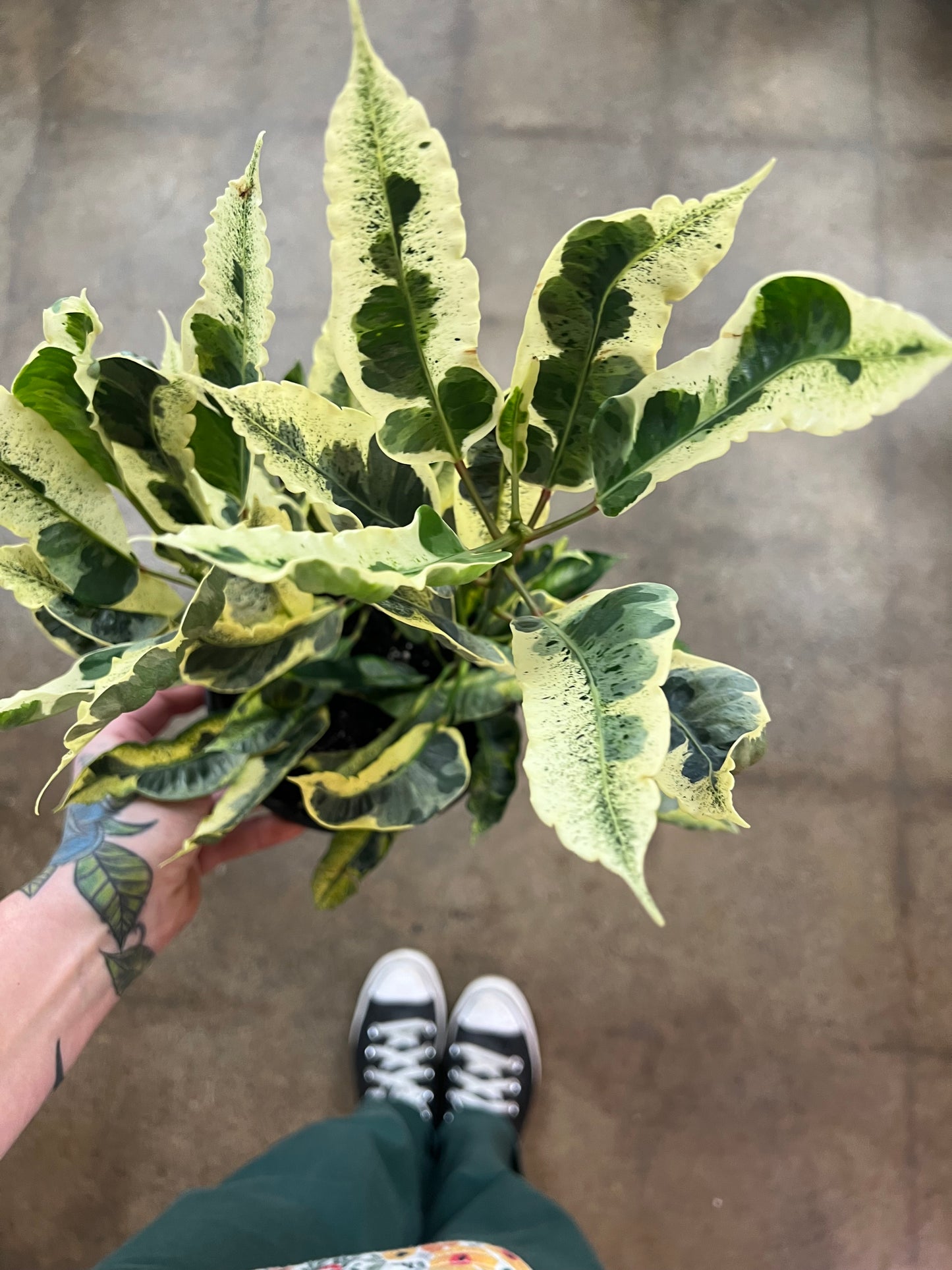 Croton Tamara
