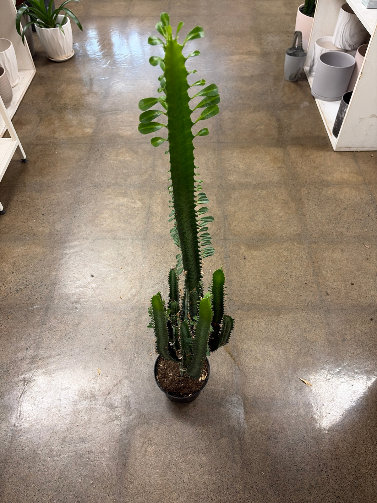 Euphorbia Trigona Vert