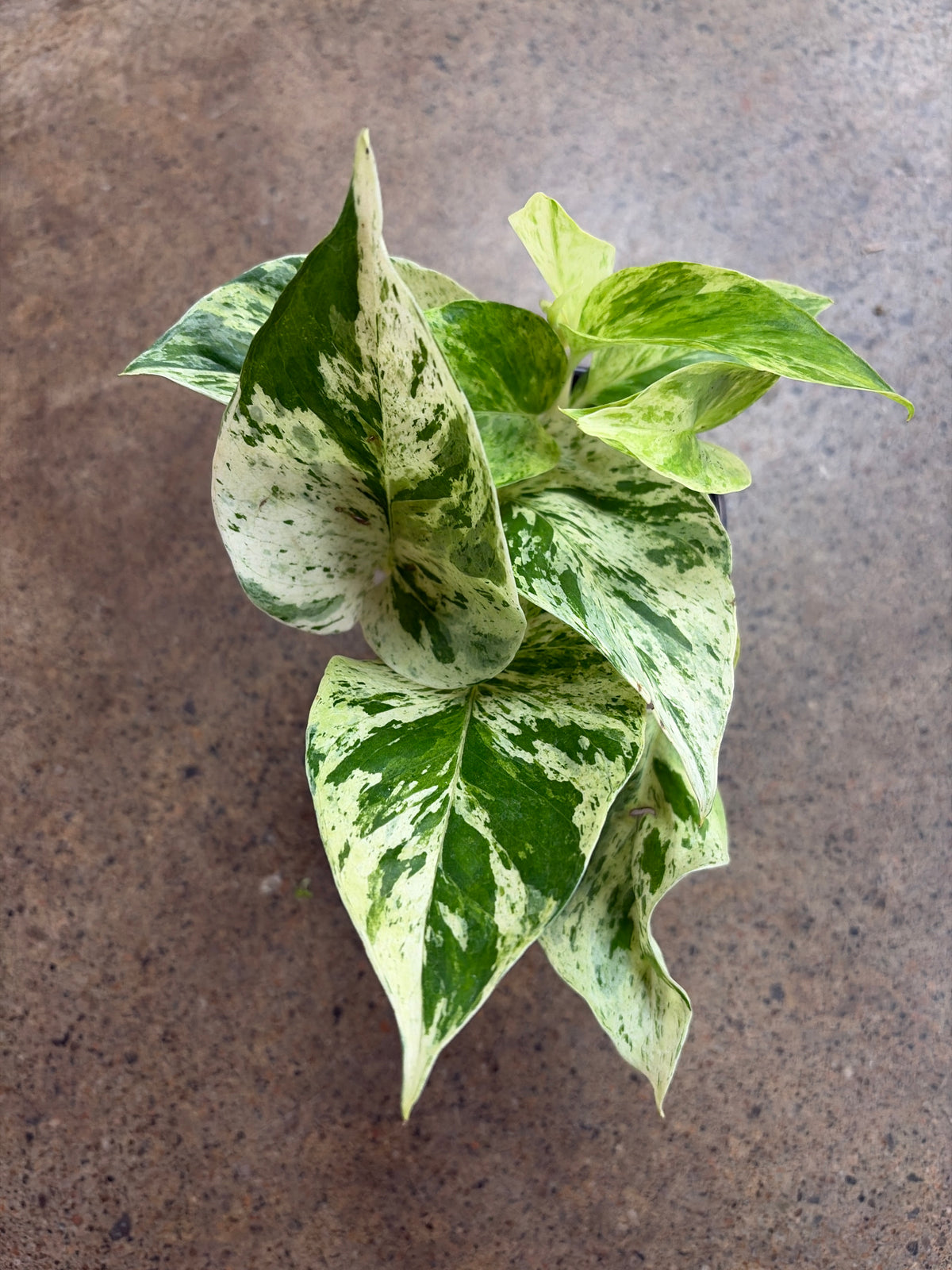Pothos Snow Queen