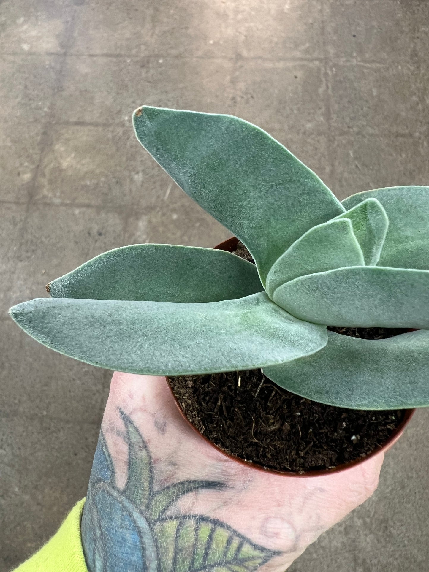Crassula Falcata