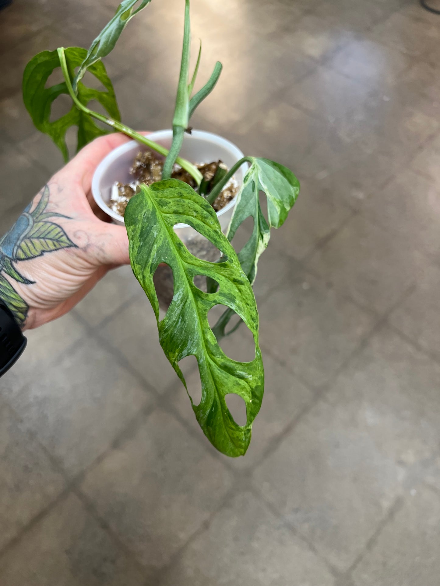 Monstera Adansonii Marbled