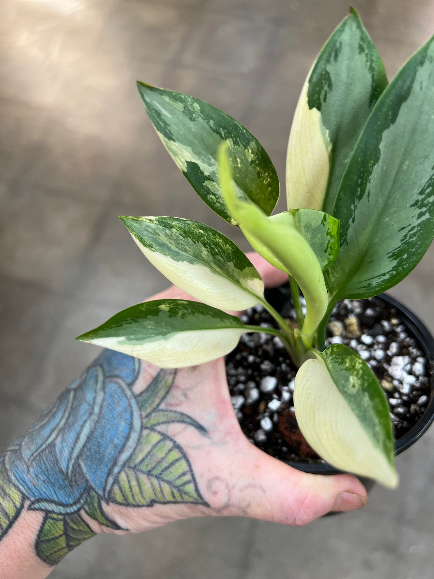 Aglaonema Suvarnabhumi Variegated