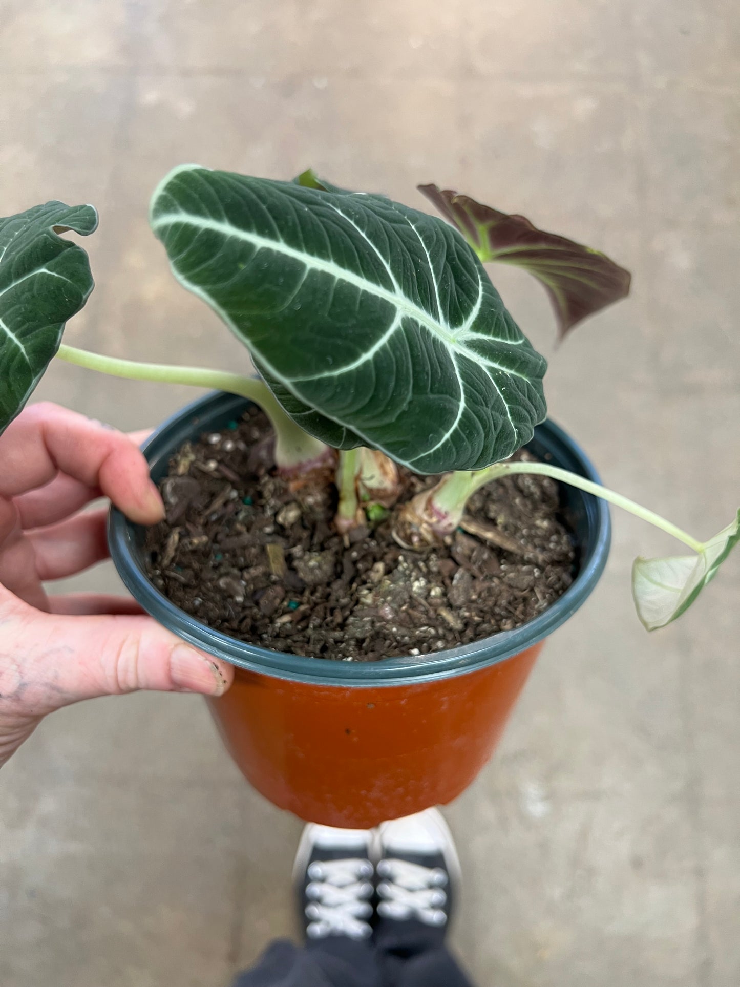 Alocasia Ninja