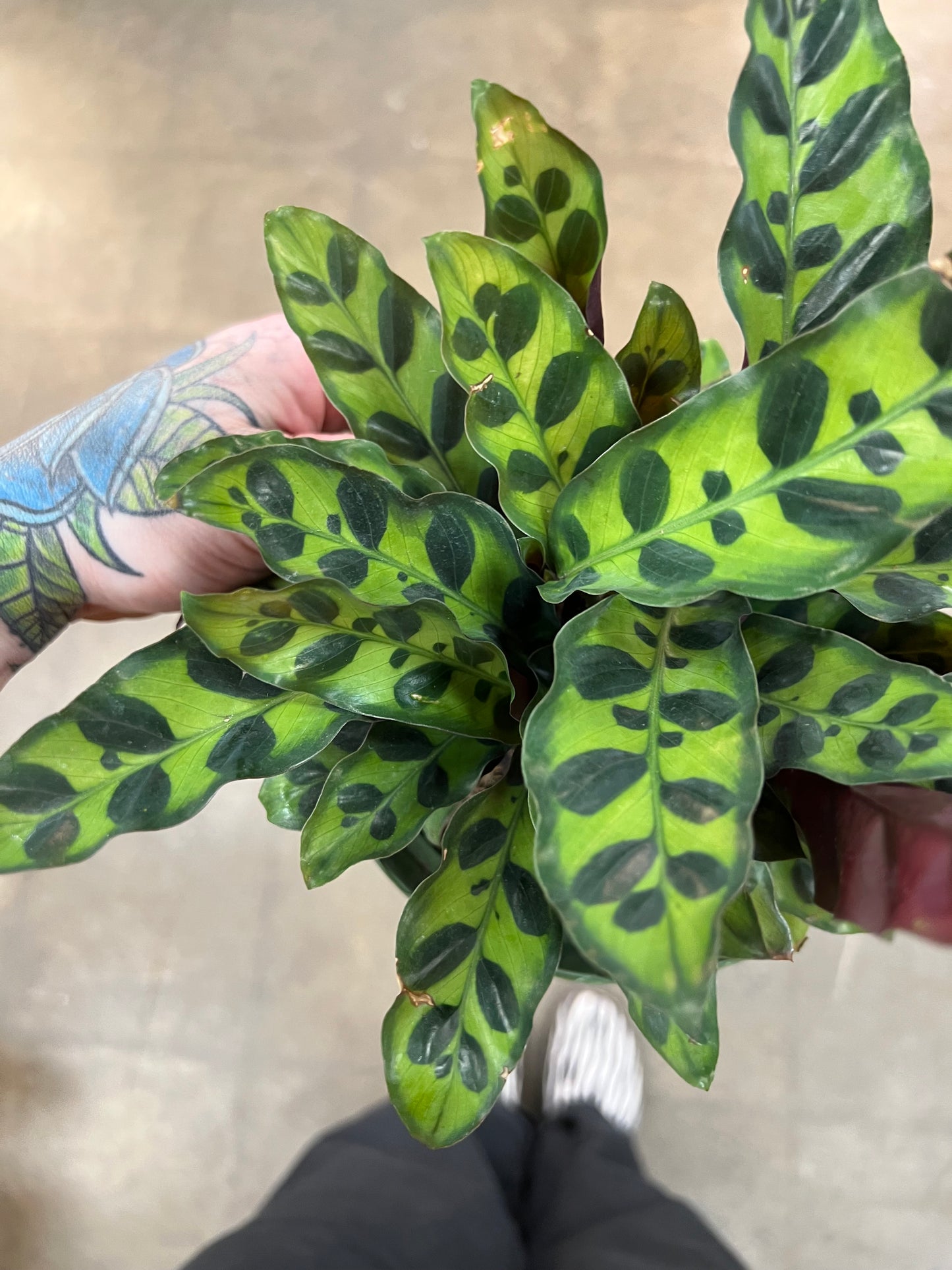 Calathea Lancifolia
