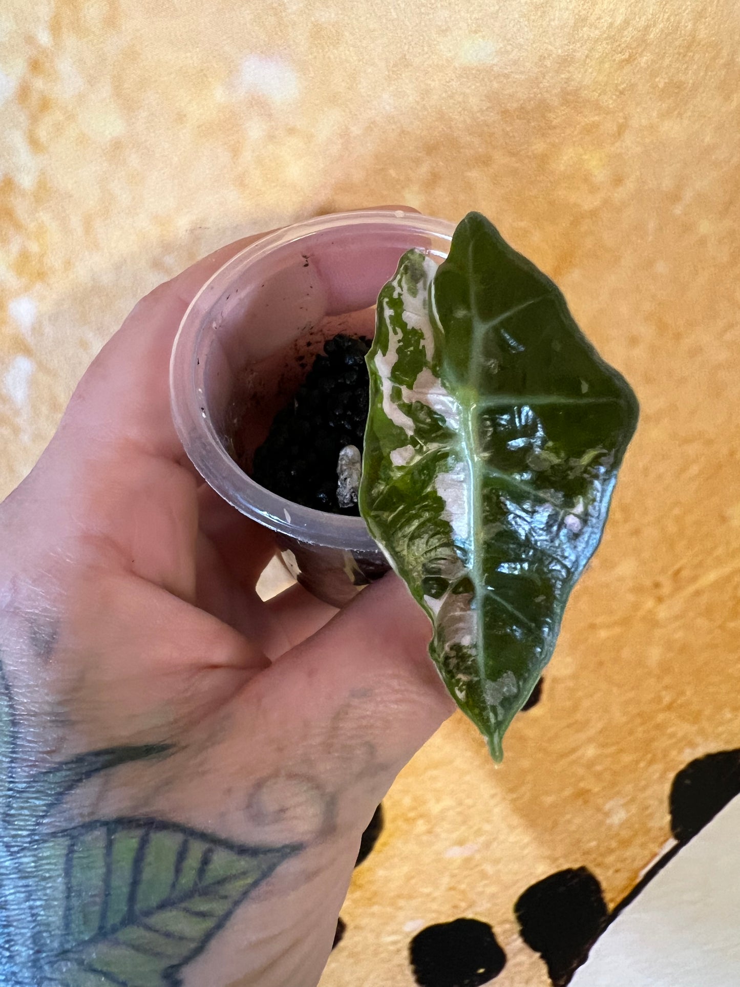 Alocasia Amazonica Polly Pink