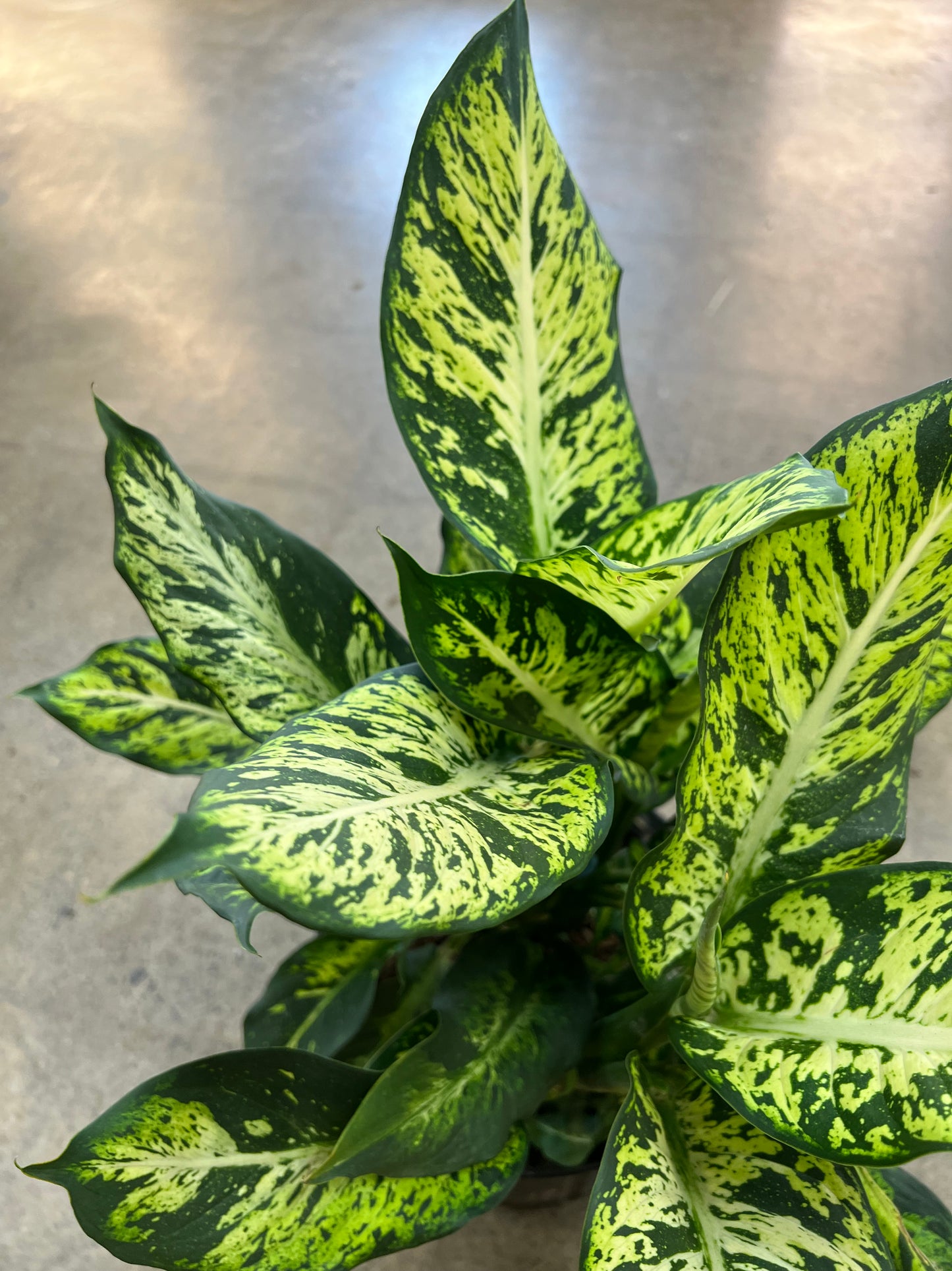 Diffenbachia Sublime