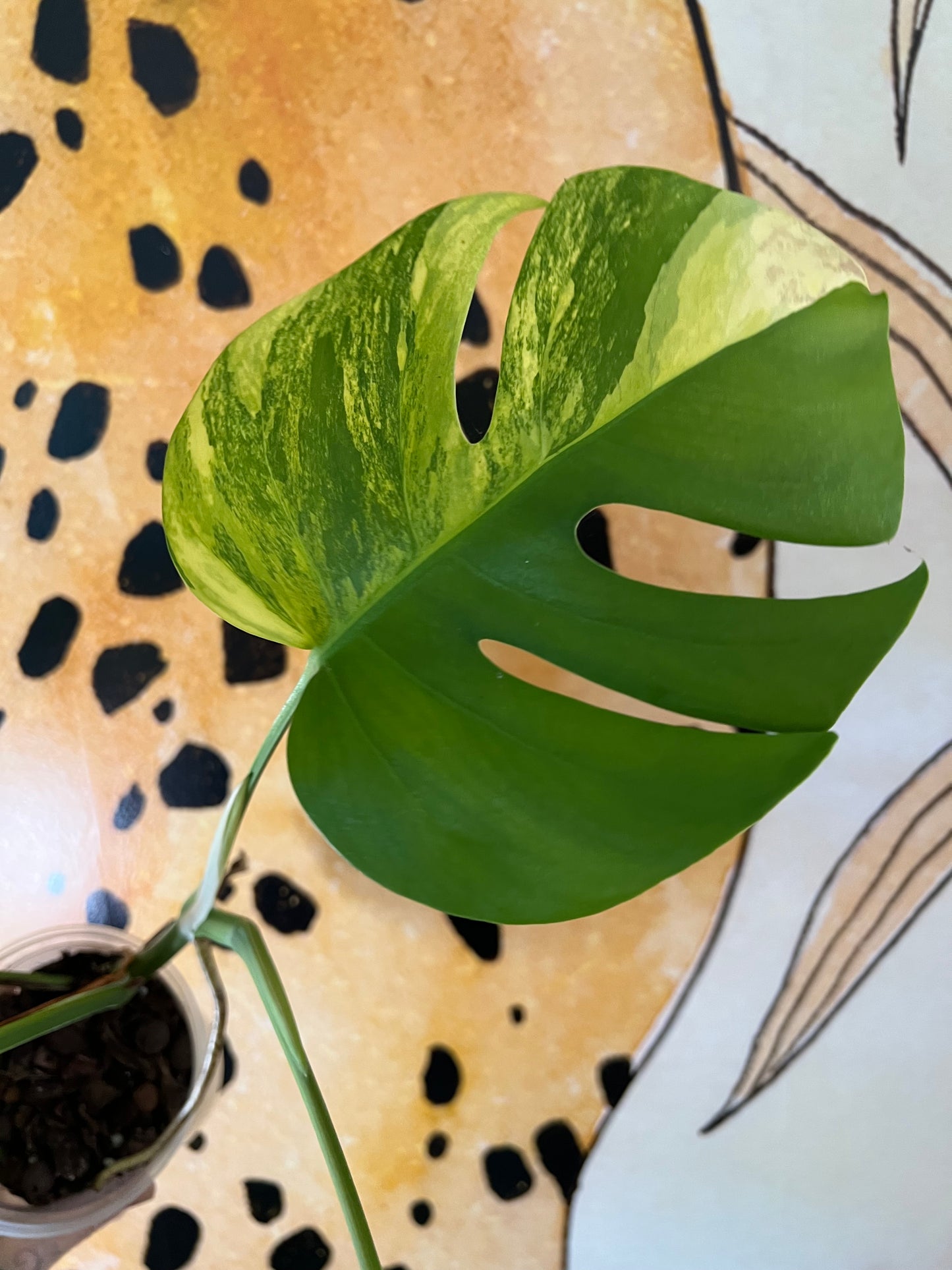 Monstera Aurea