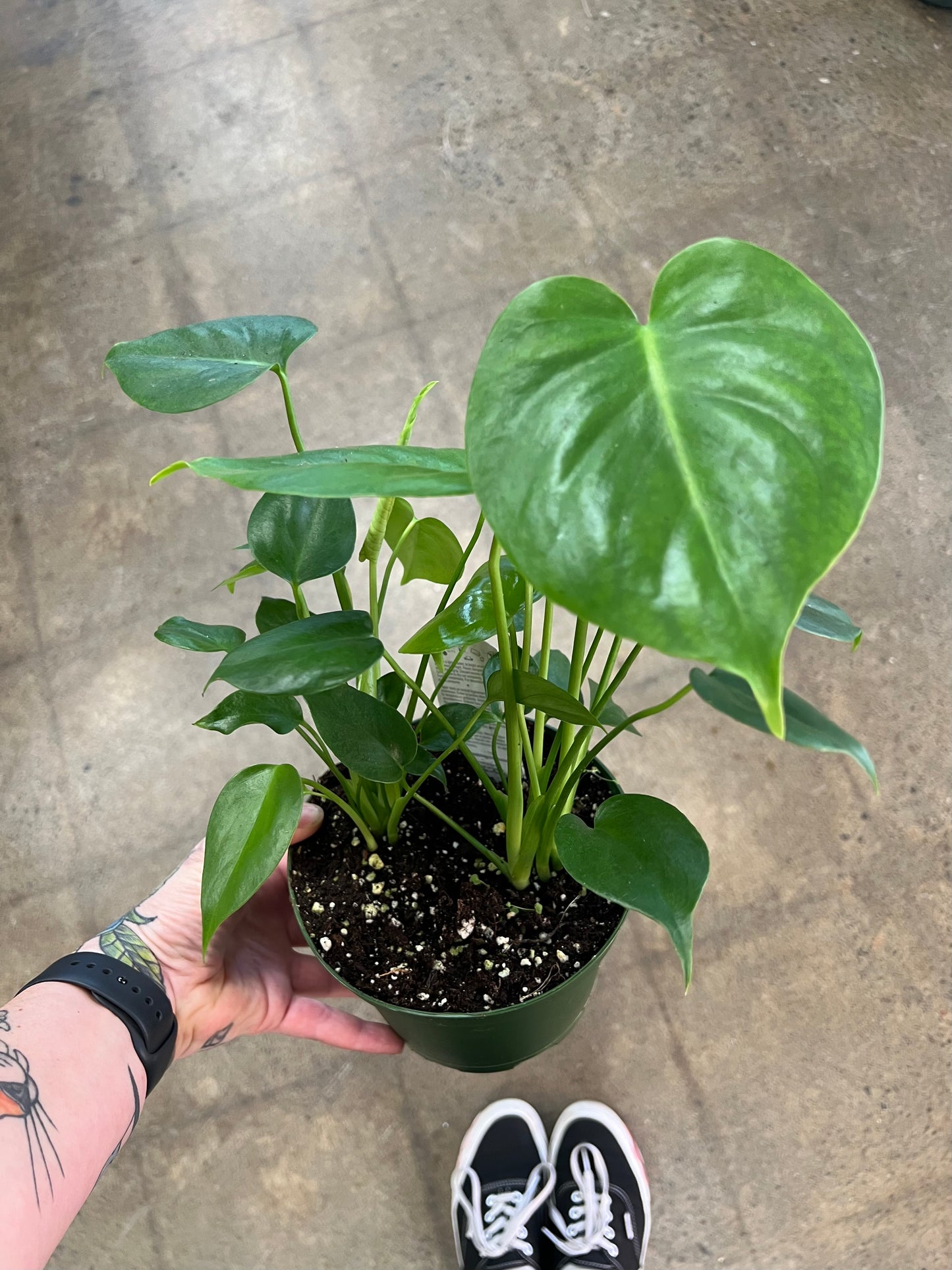 Philodendron Monstera