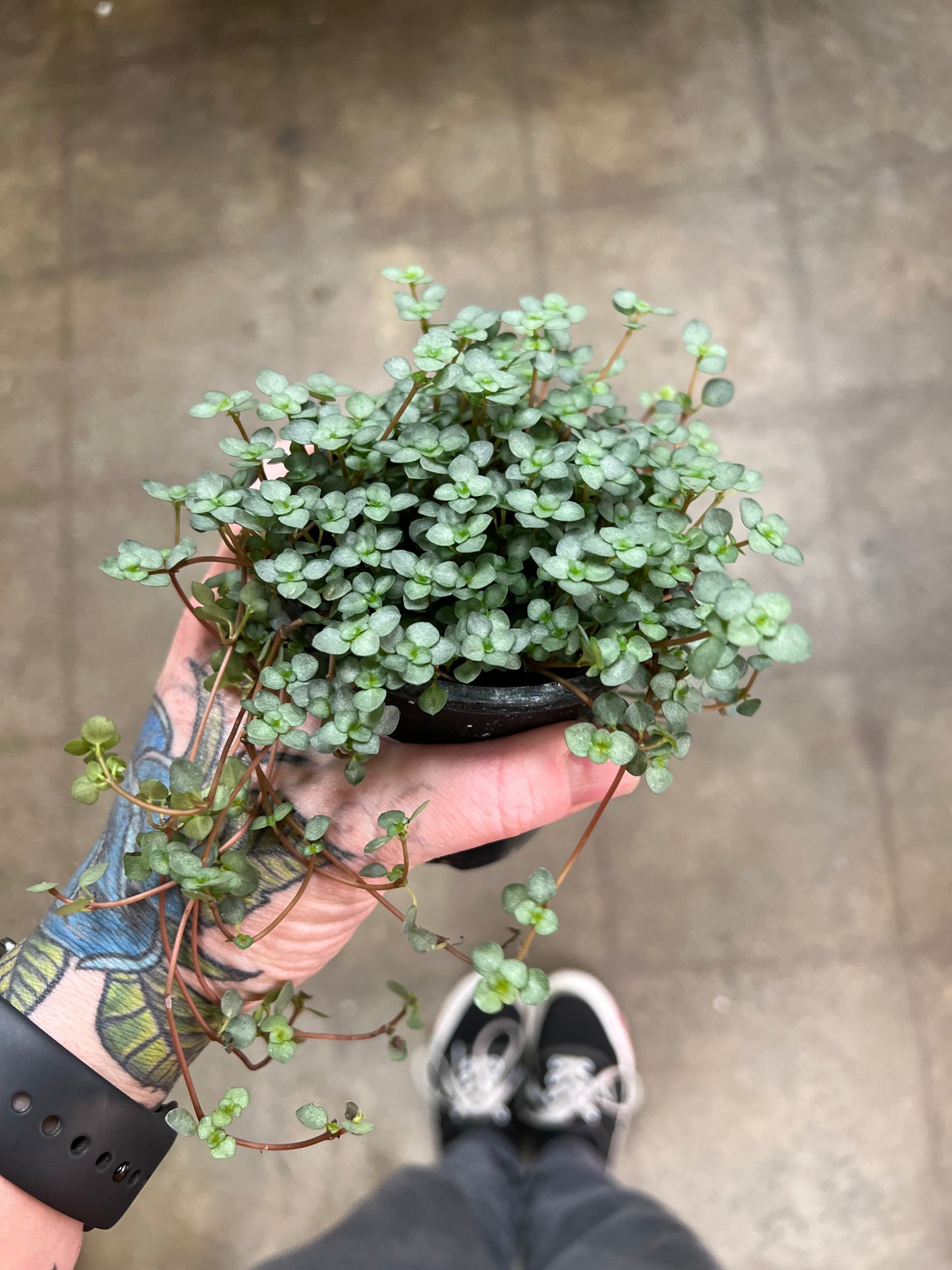 Pilea Glauca Aquamarine