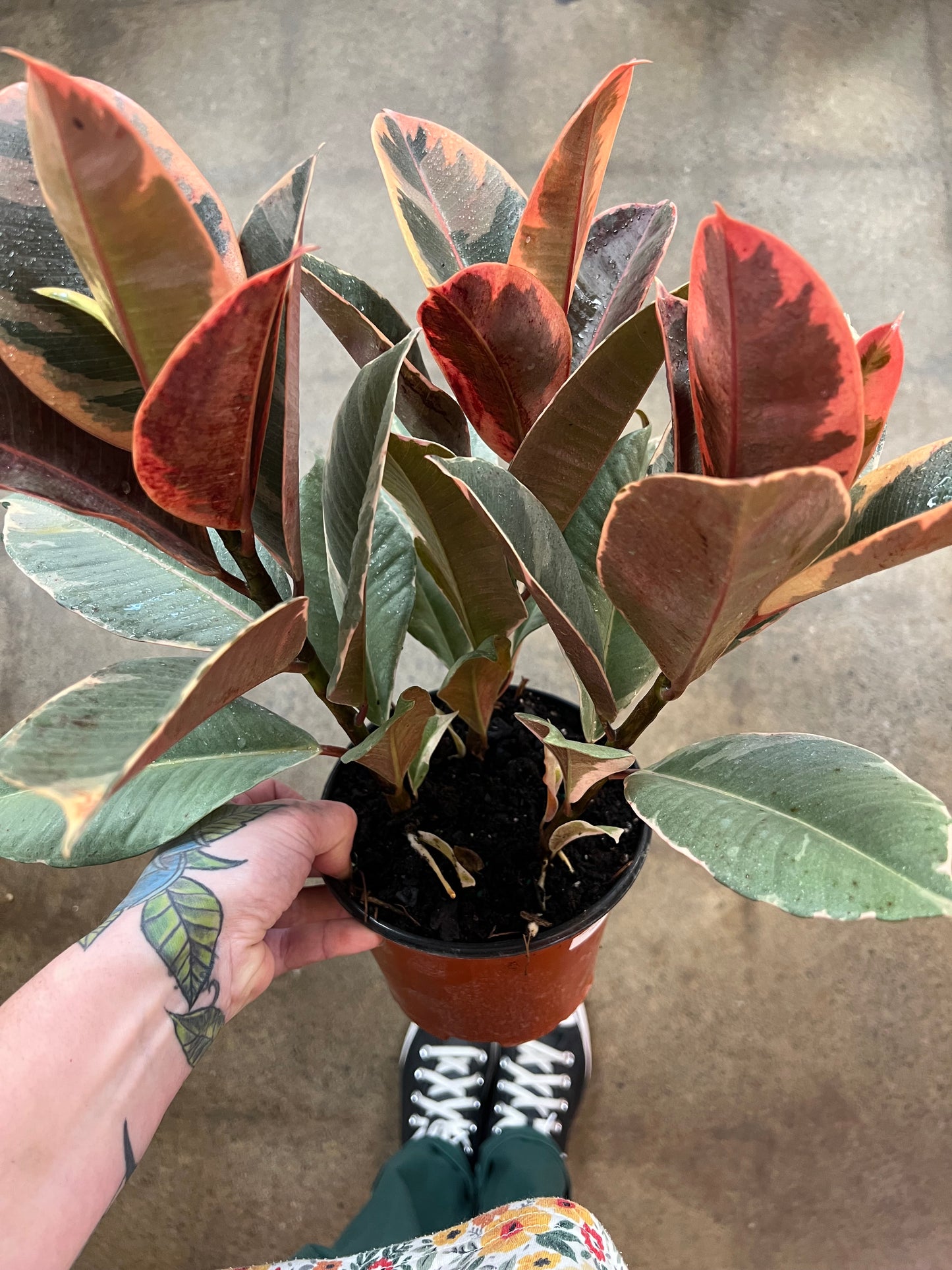 Ficus Elastica Ruby 3PPP