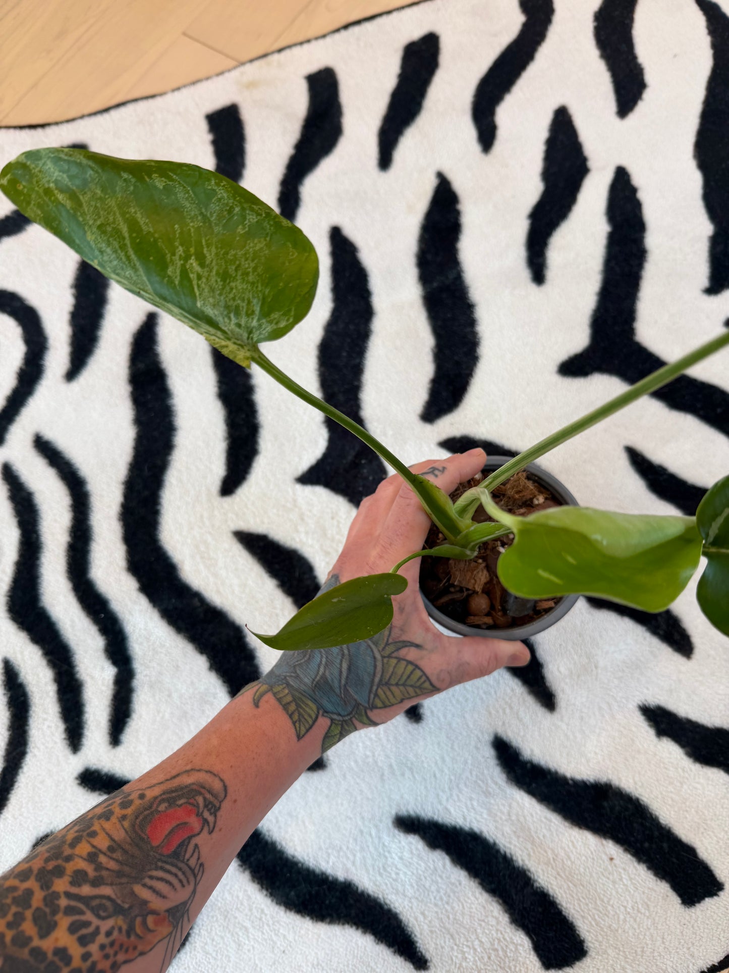 Monstera Bulbasaur #14