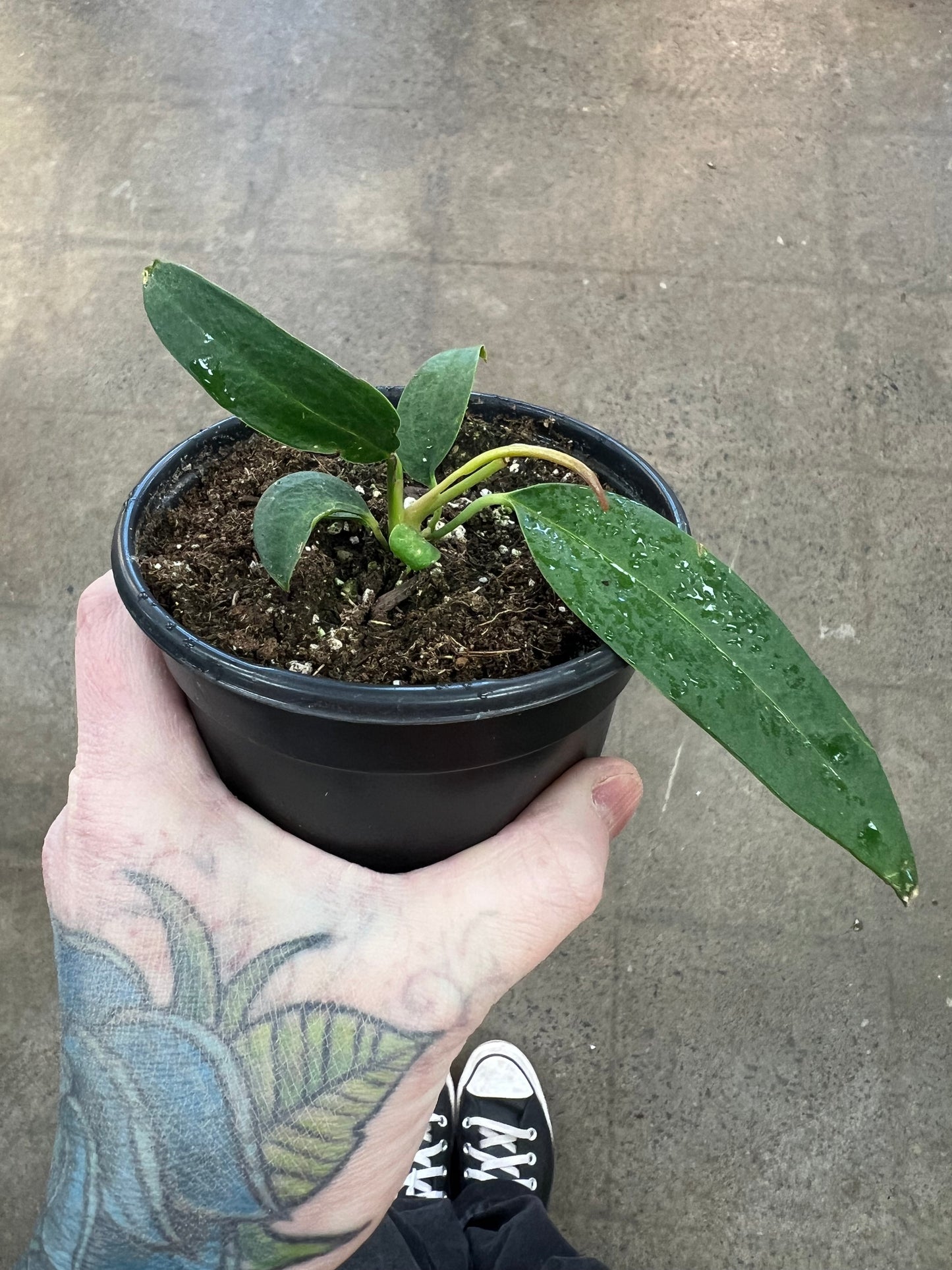 Anthurium Wendlingeri