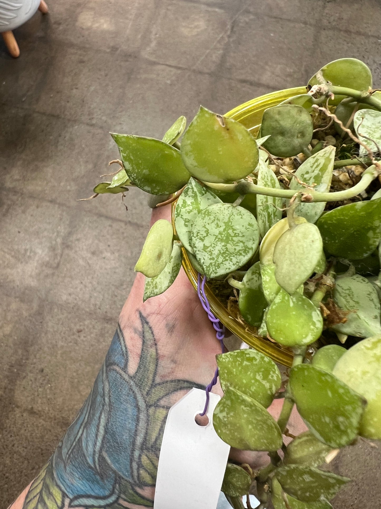 Hoya Krohniana Eskimo