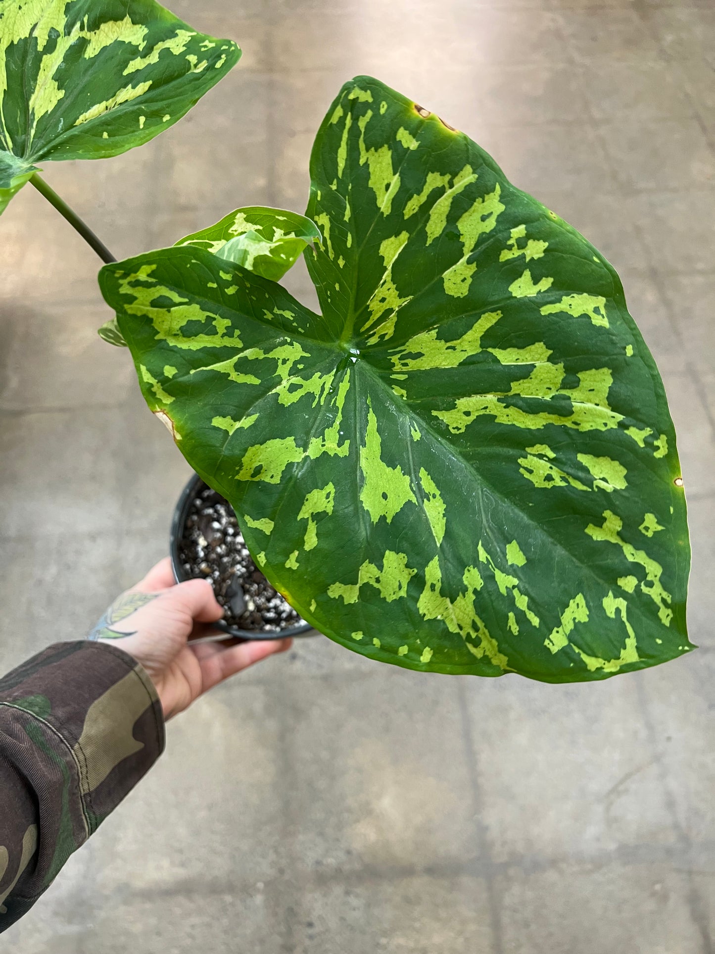 Alocasia Hilo Beauty