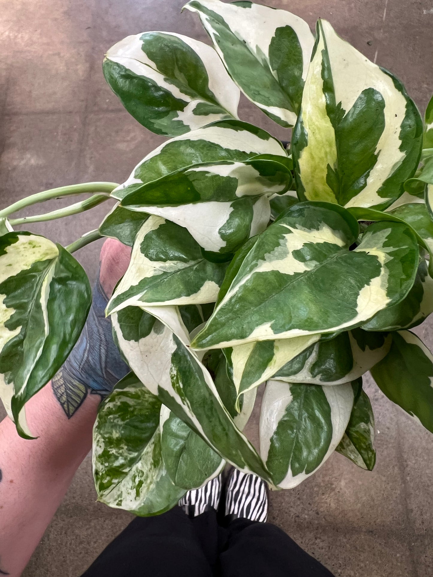 Pothos Pearl and Jade