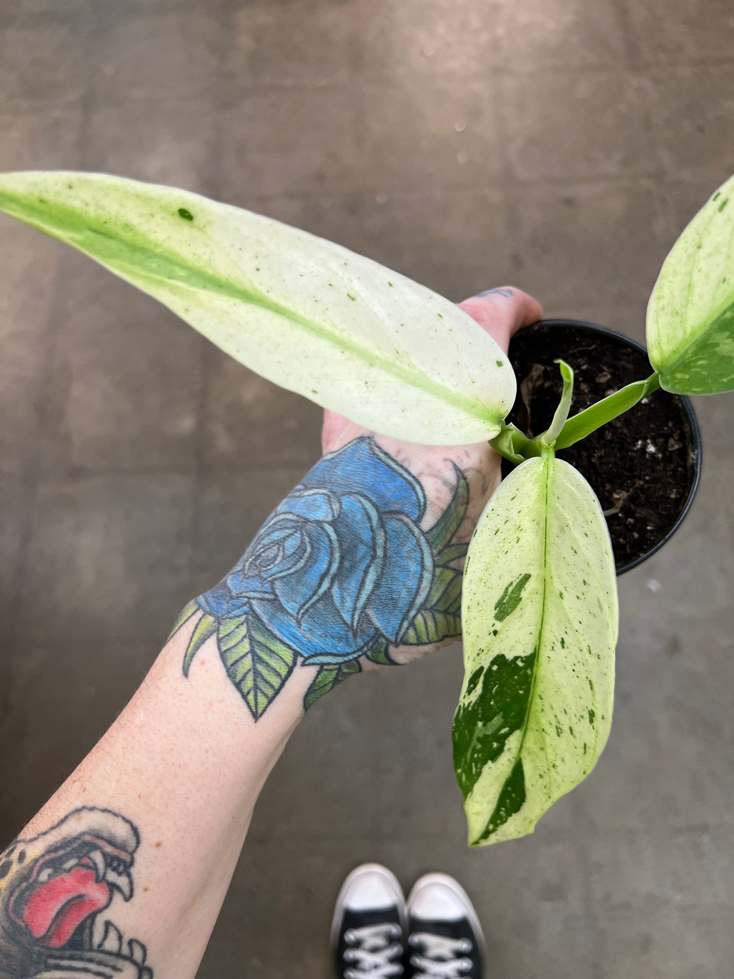 Philodendron Jose Bueno