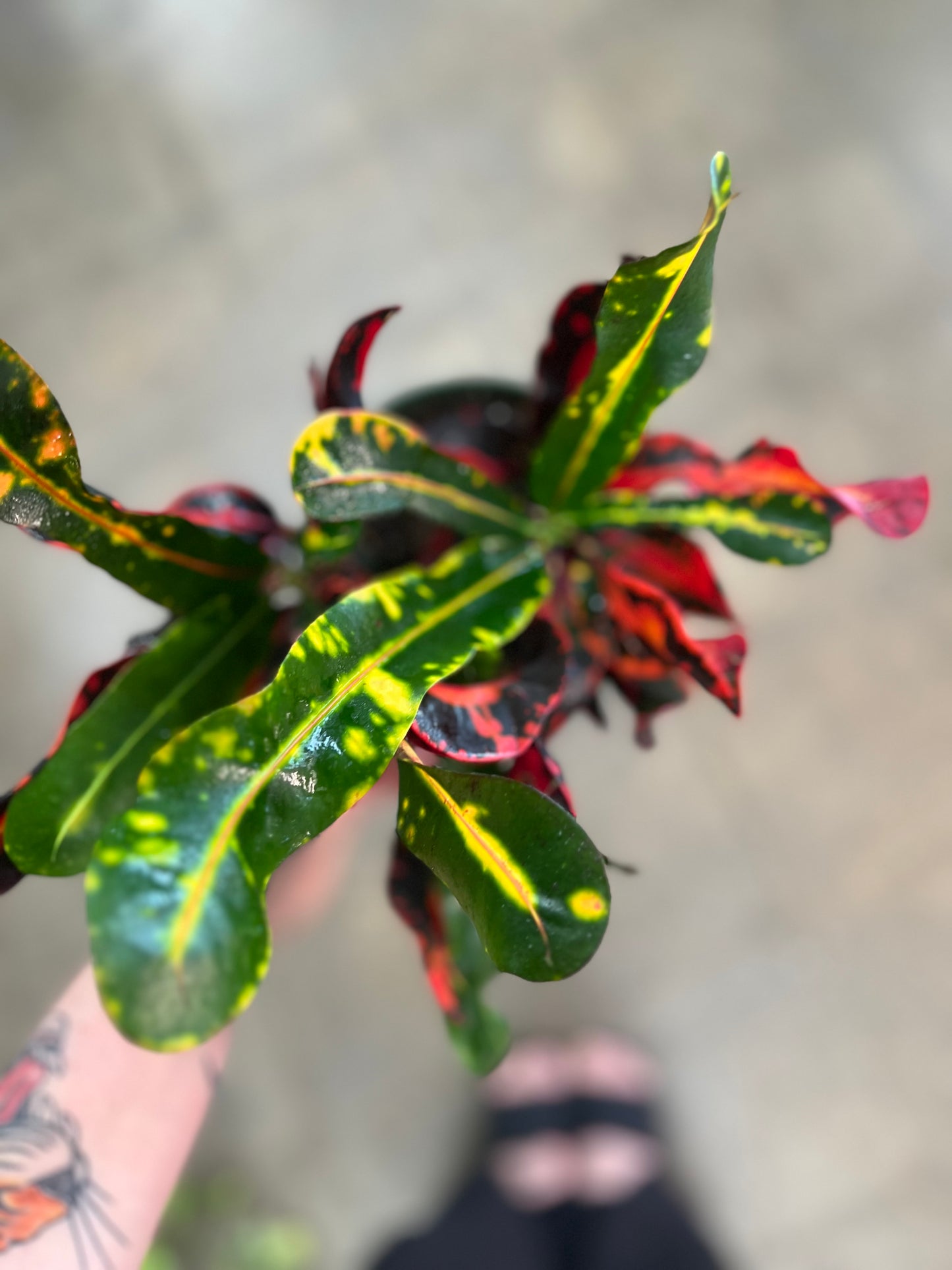 Croton Mammy