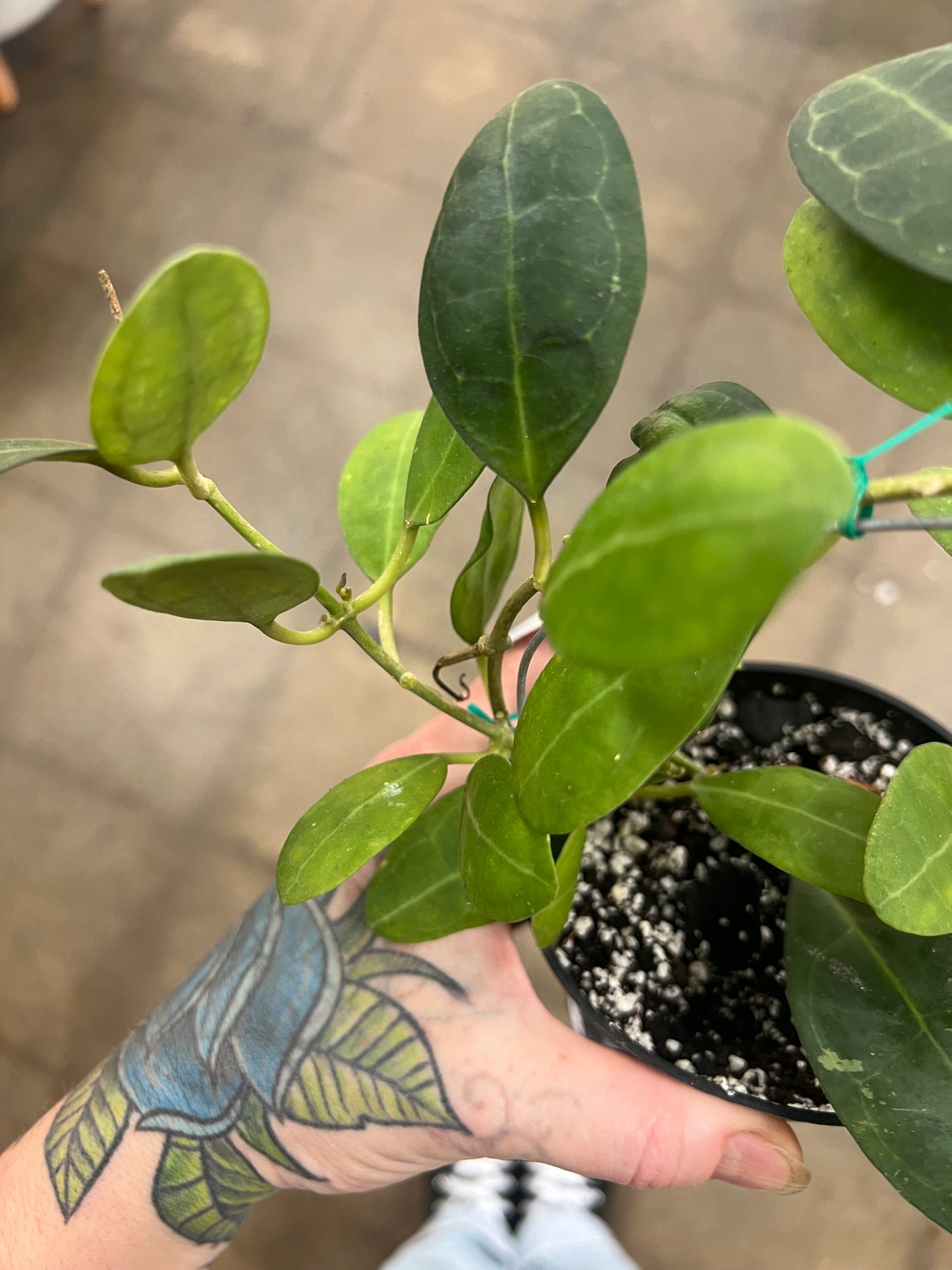 Hoya Elliptica Round Leaves