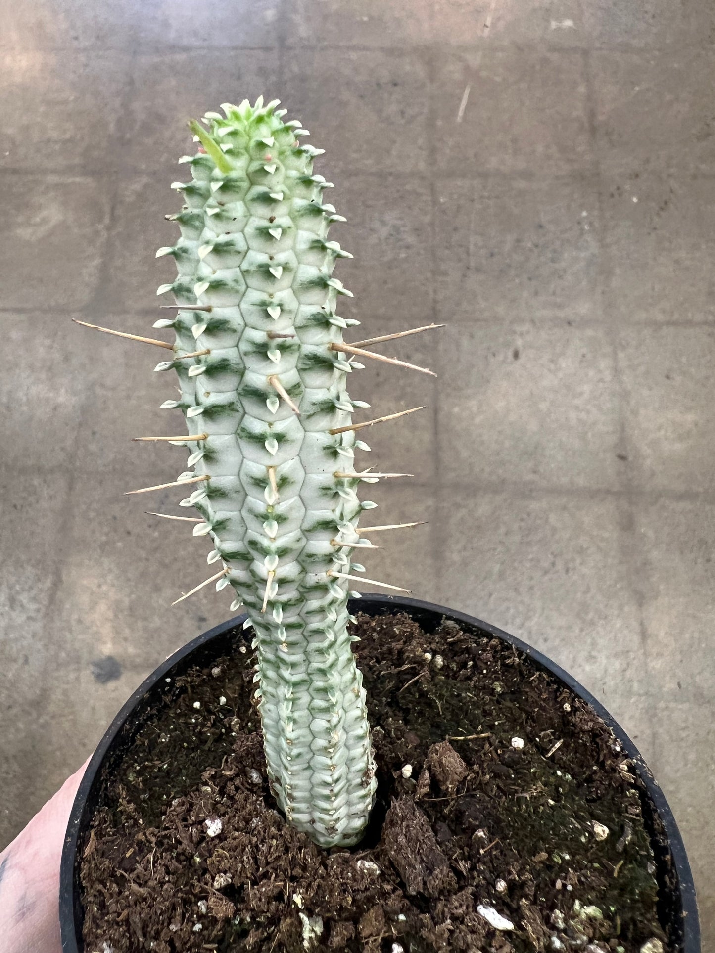 Euphorbe Mammillaris