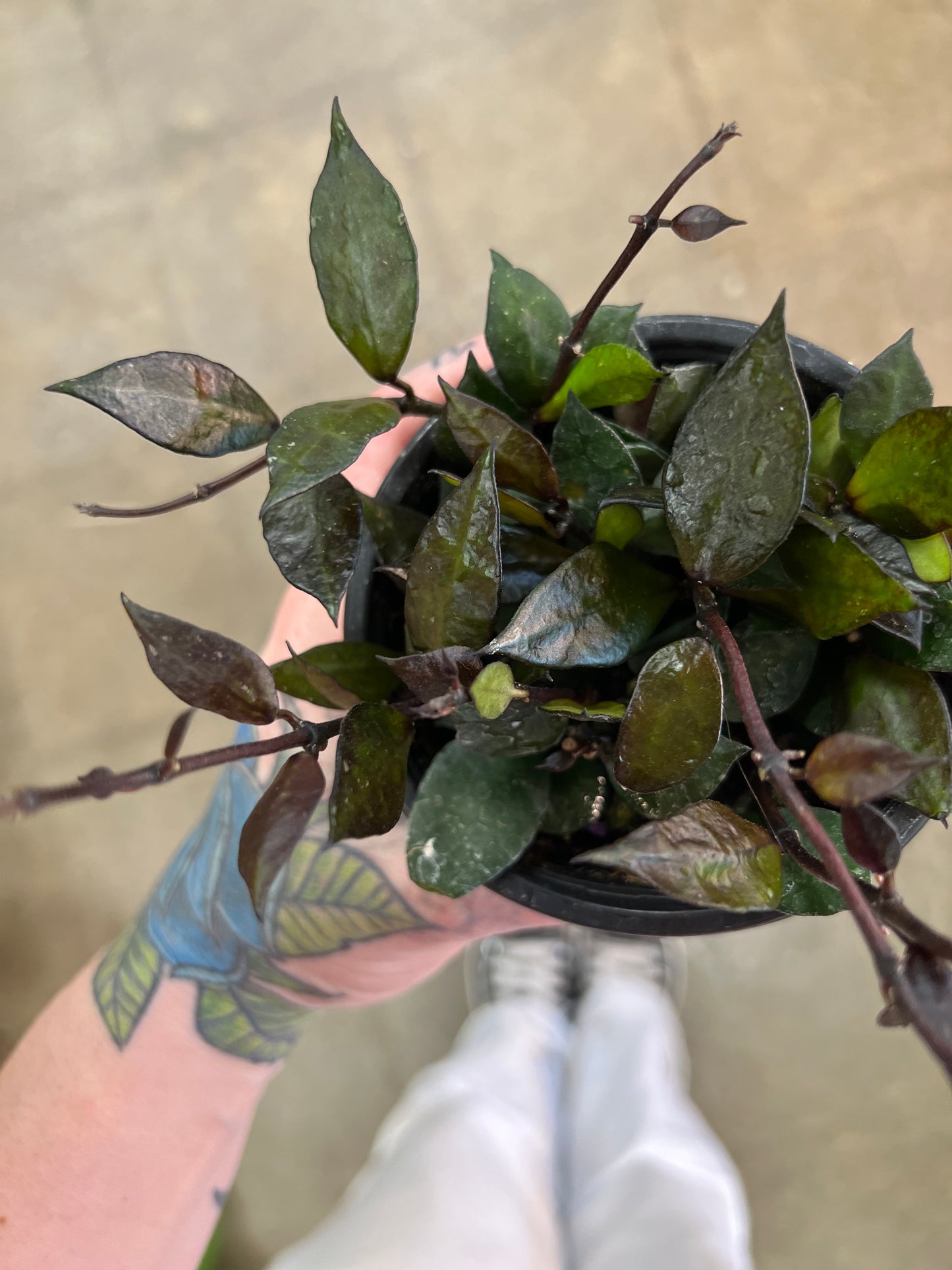 Hoya Krohniana Black