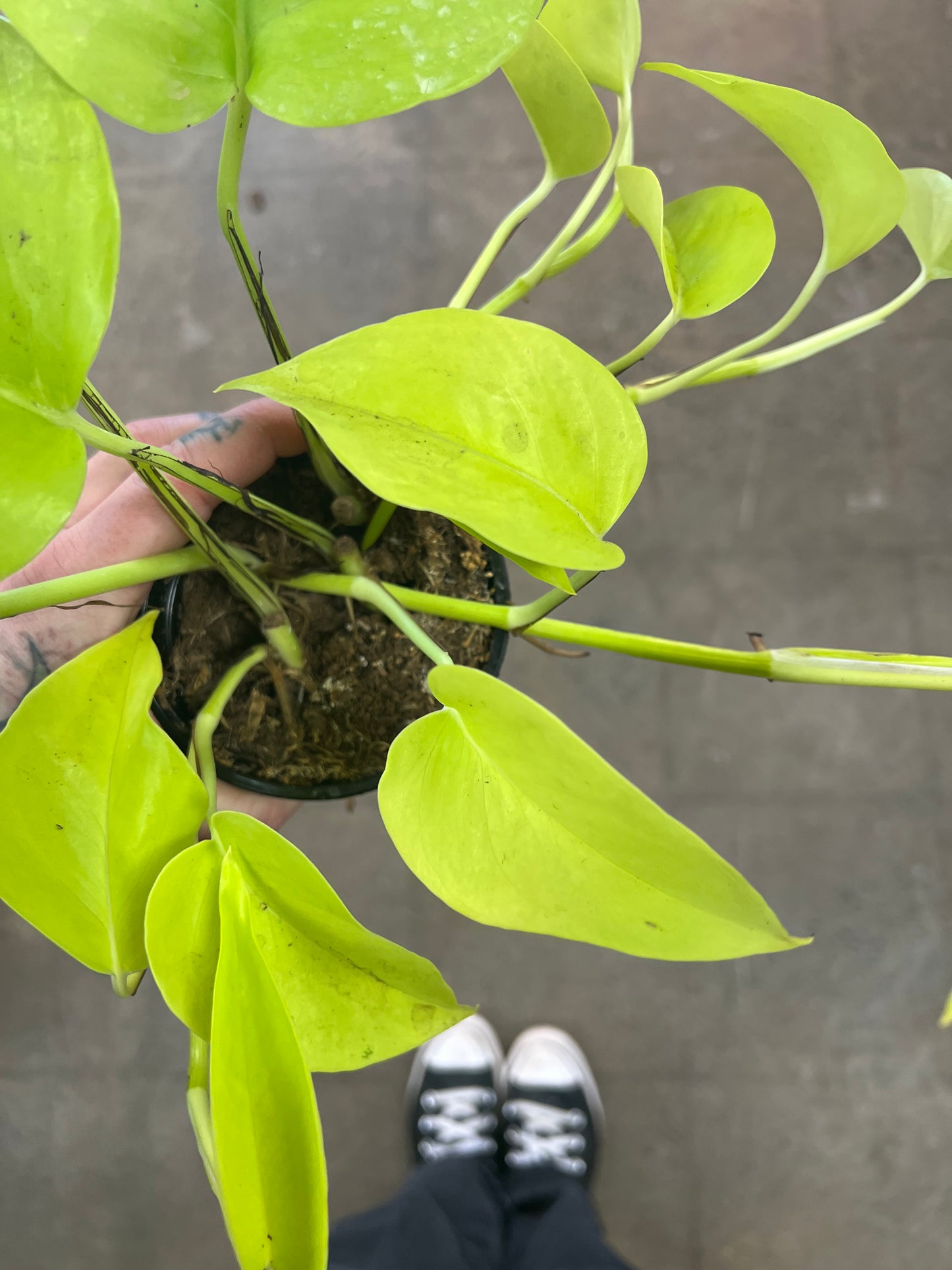 Pothos Néon