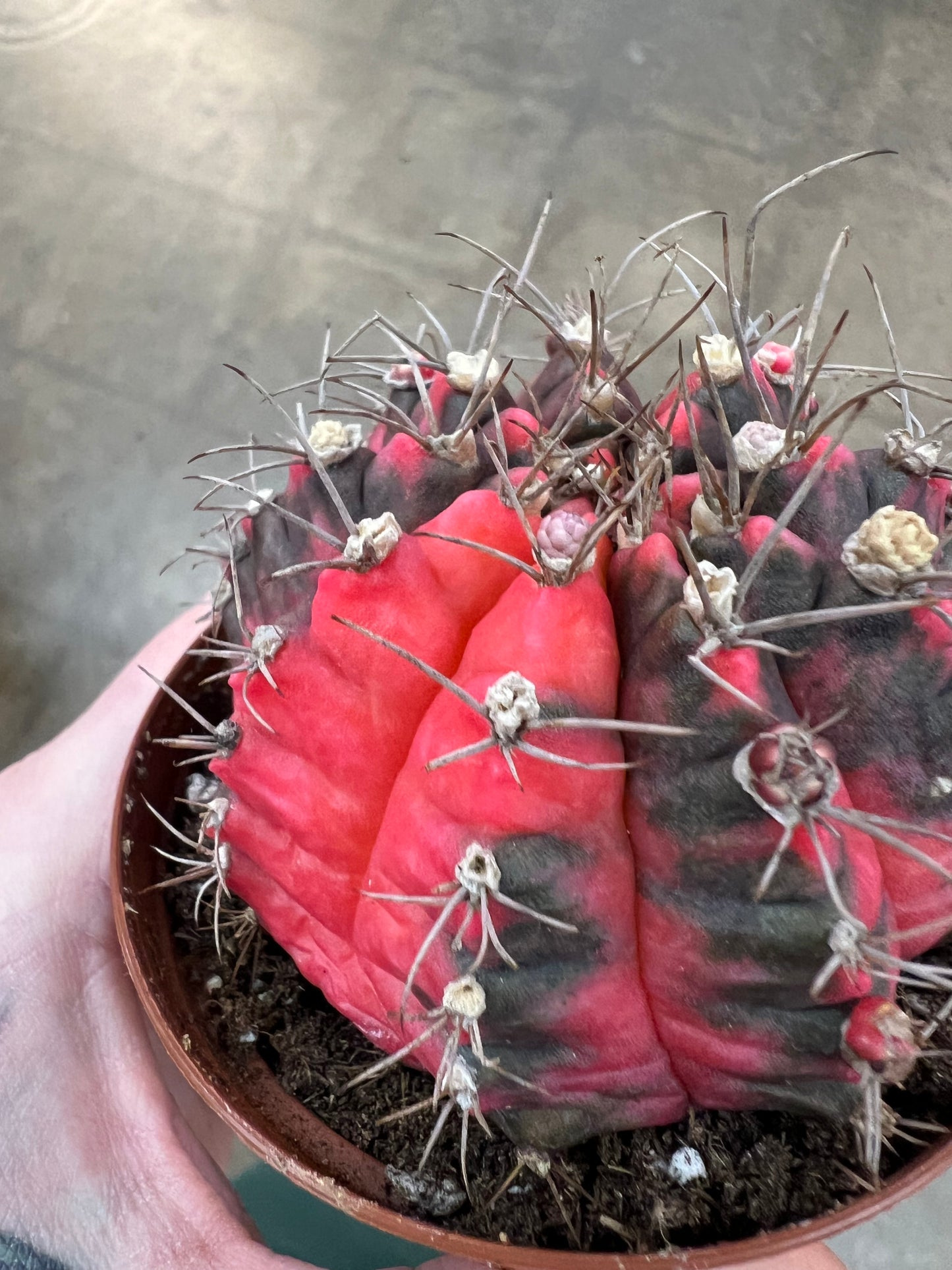 Gymnocalycium Mihanovichii Variegated