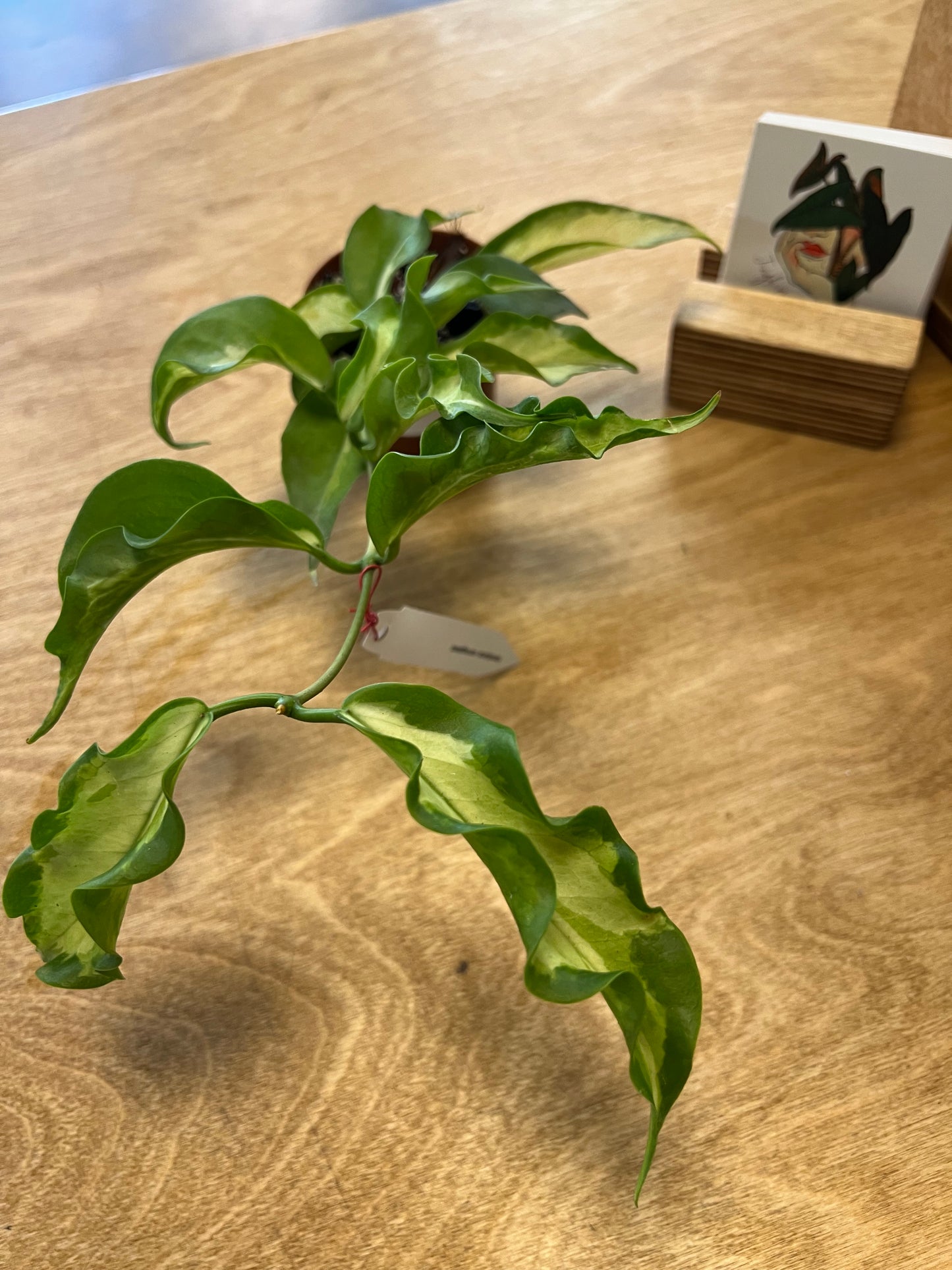 Hoya Kenejiana Variegated