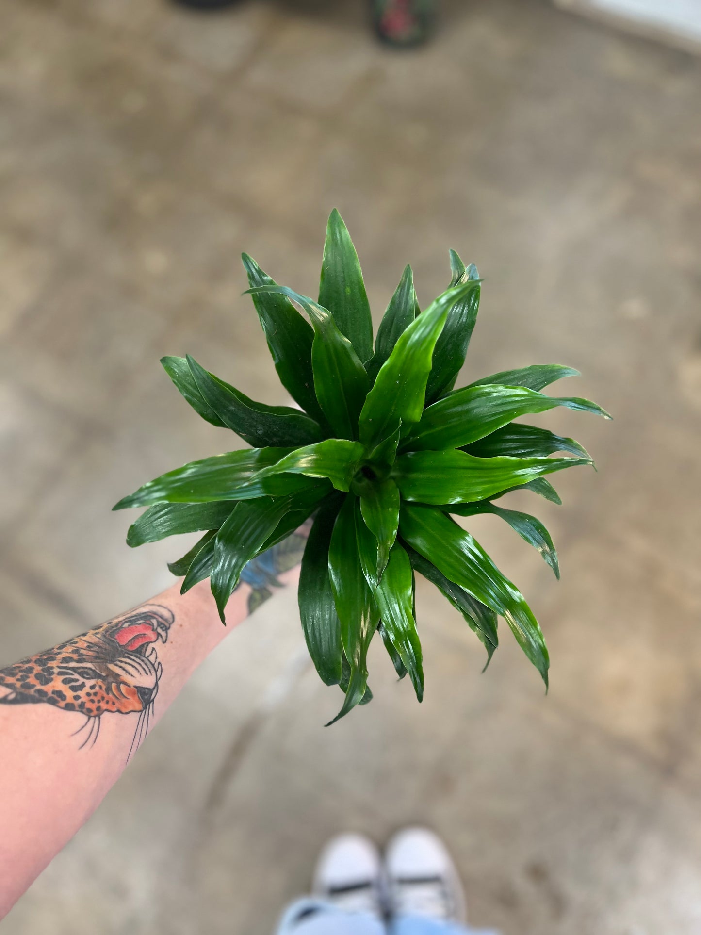 Dracaena Janet Craig