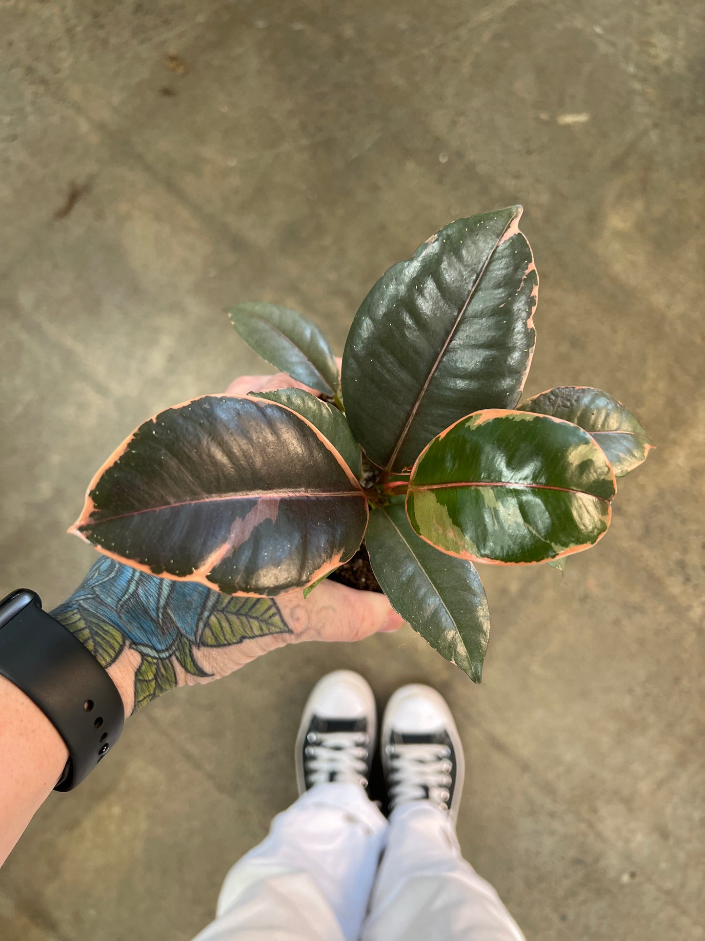Ficus Elastica Ruby