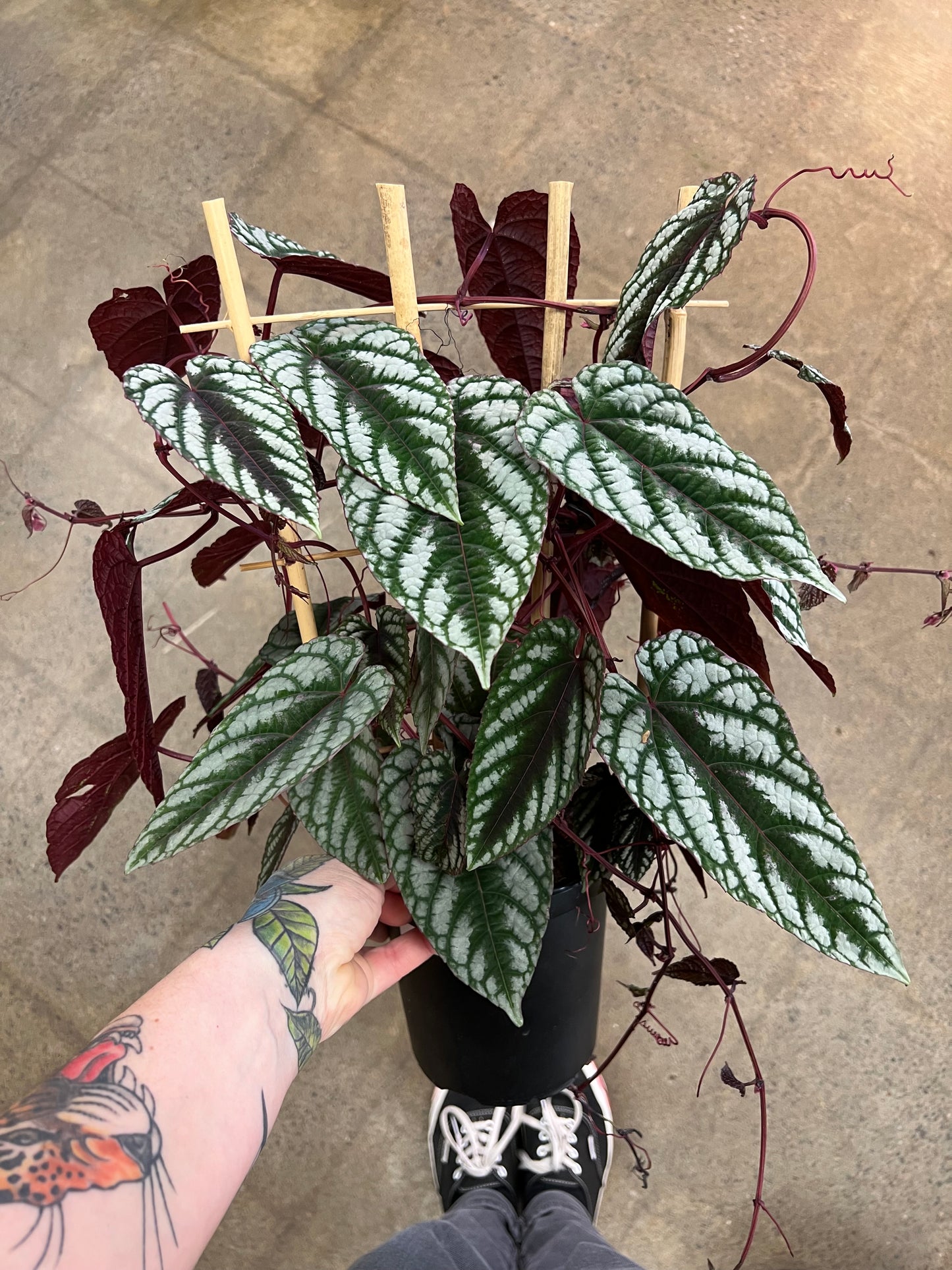 Cissus Discolor
