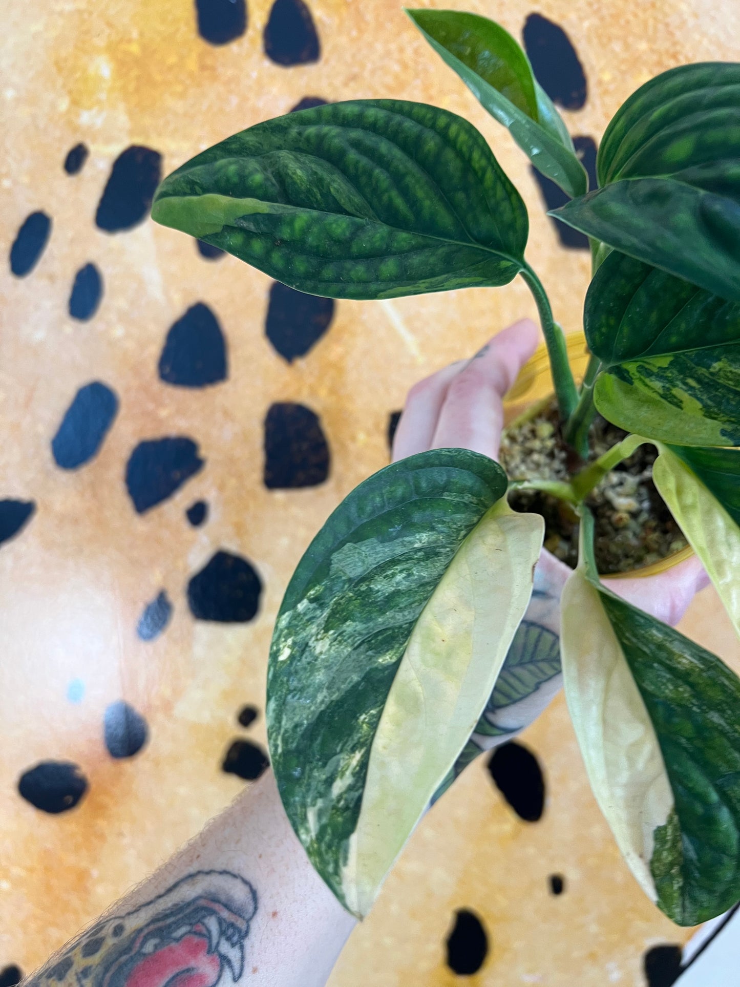 Monstera Peru Variegated