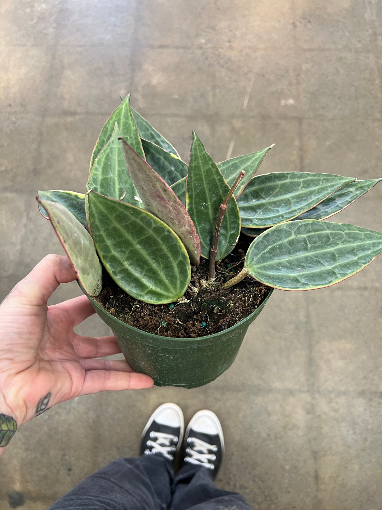Hoya Macrophylla