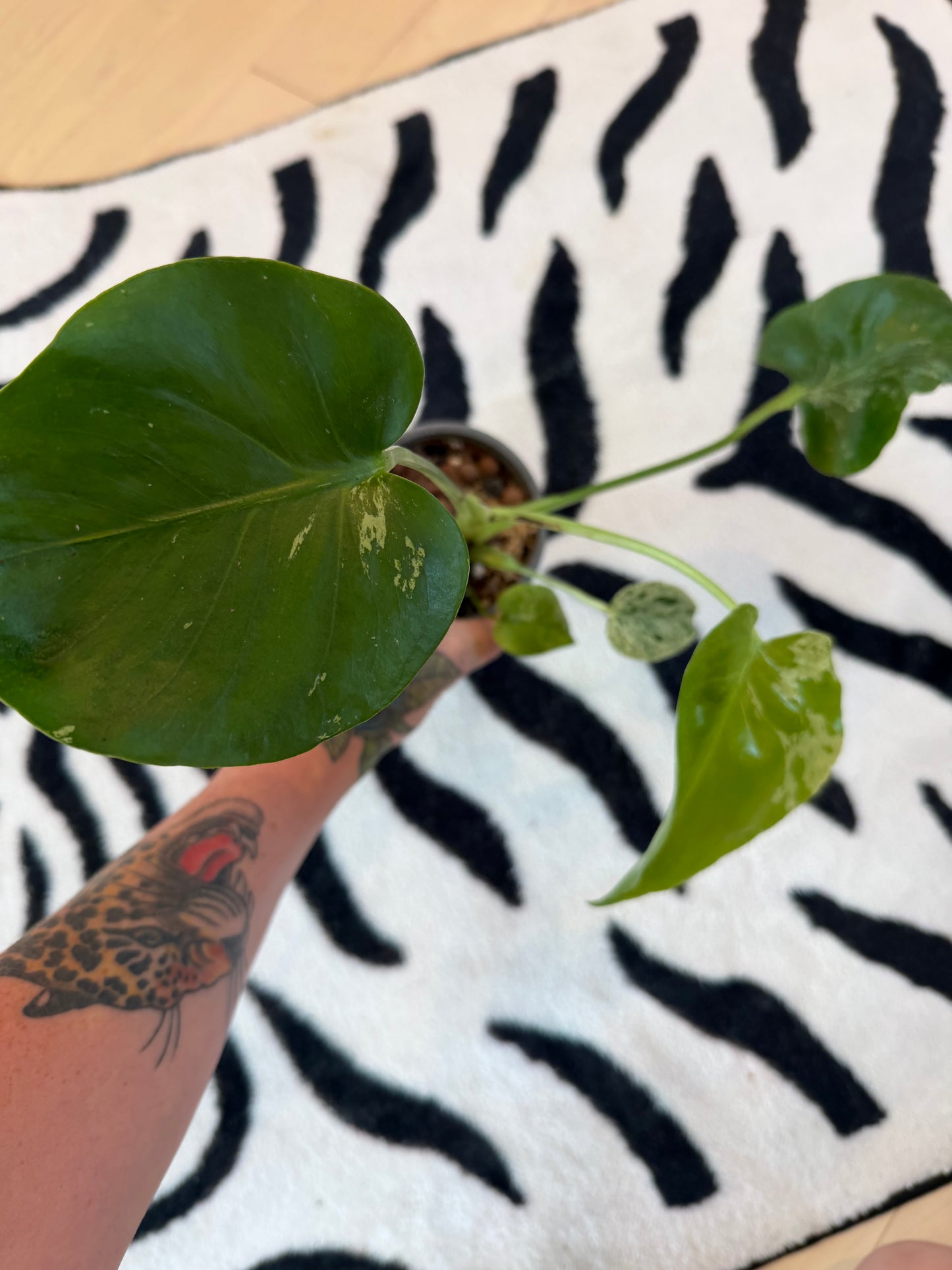 Monstera Bulbasaur #16