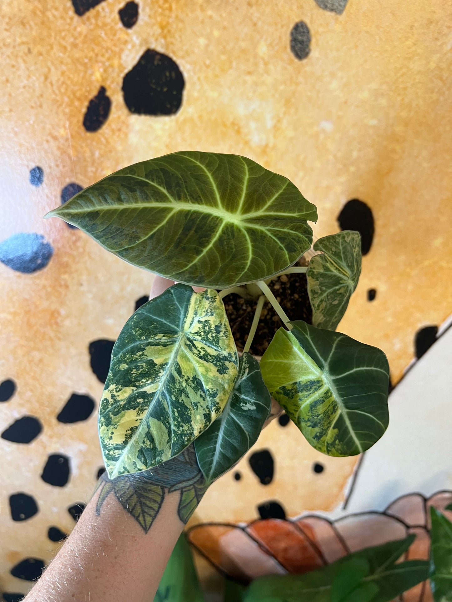 Alocasia Black Velvet Gold