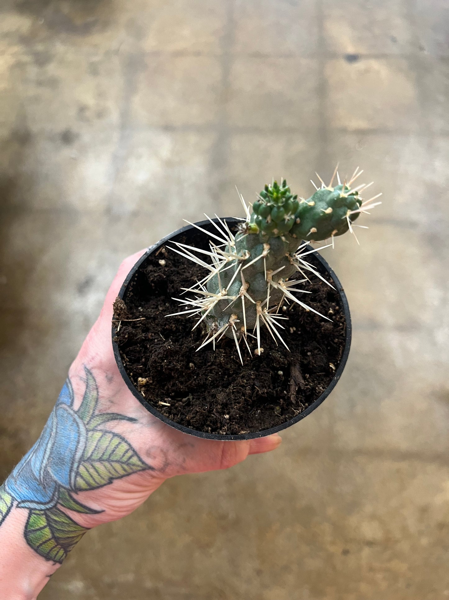 Opuntia Microdasys Tunicata