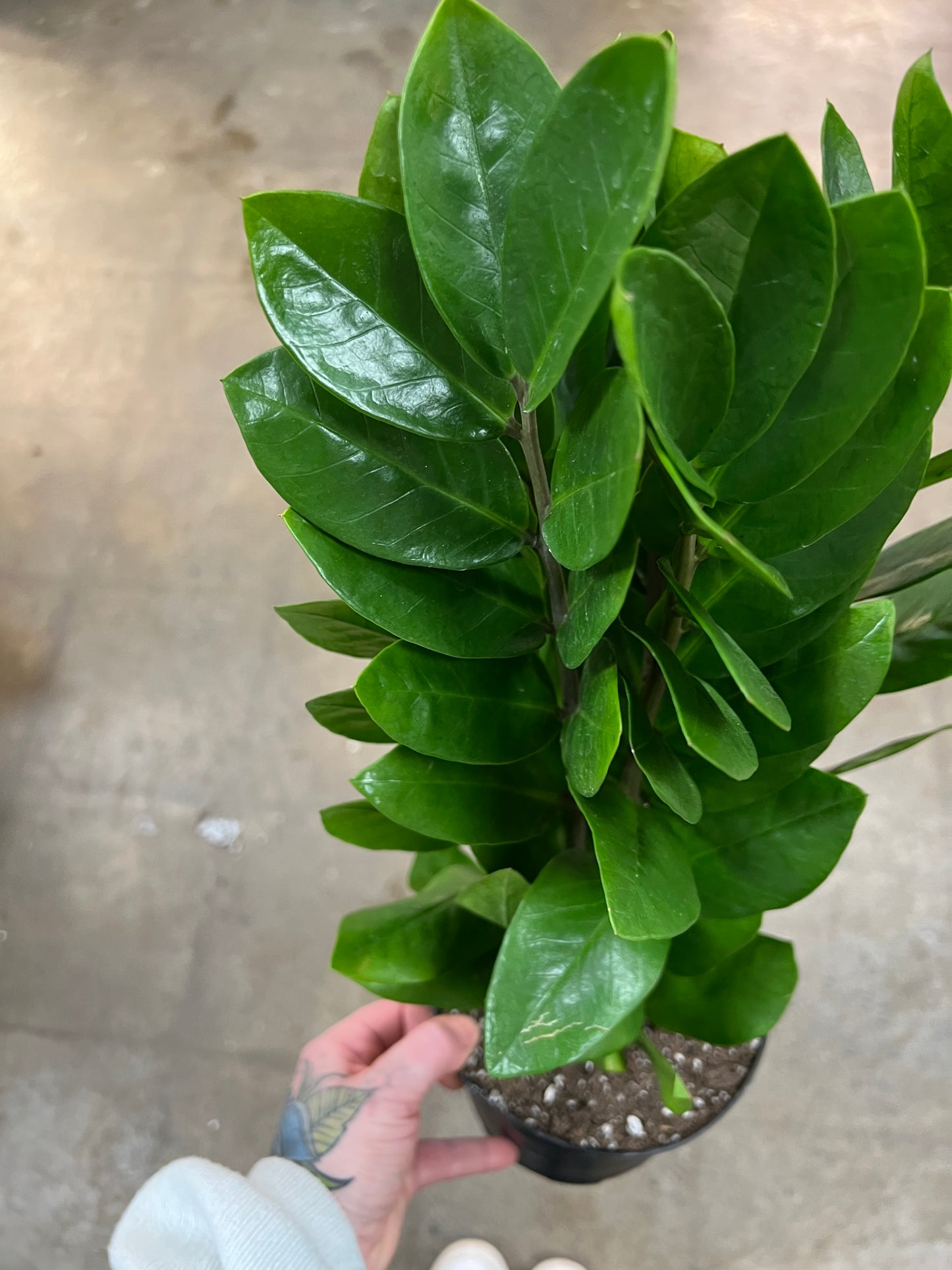 Zamioculcas Zamifolia Nova Star