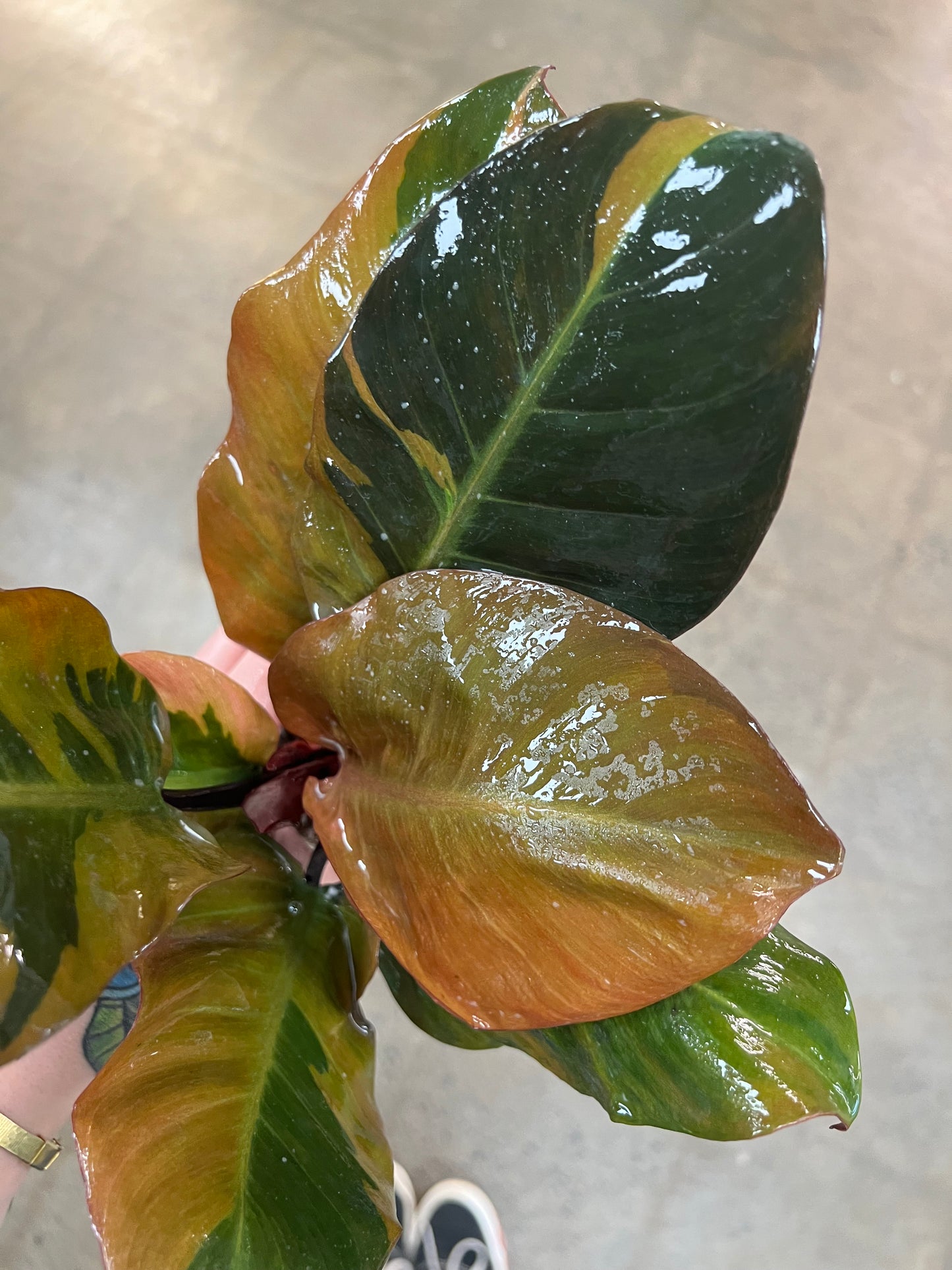 Philodendron Black Cardinal Variegata