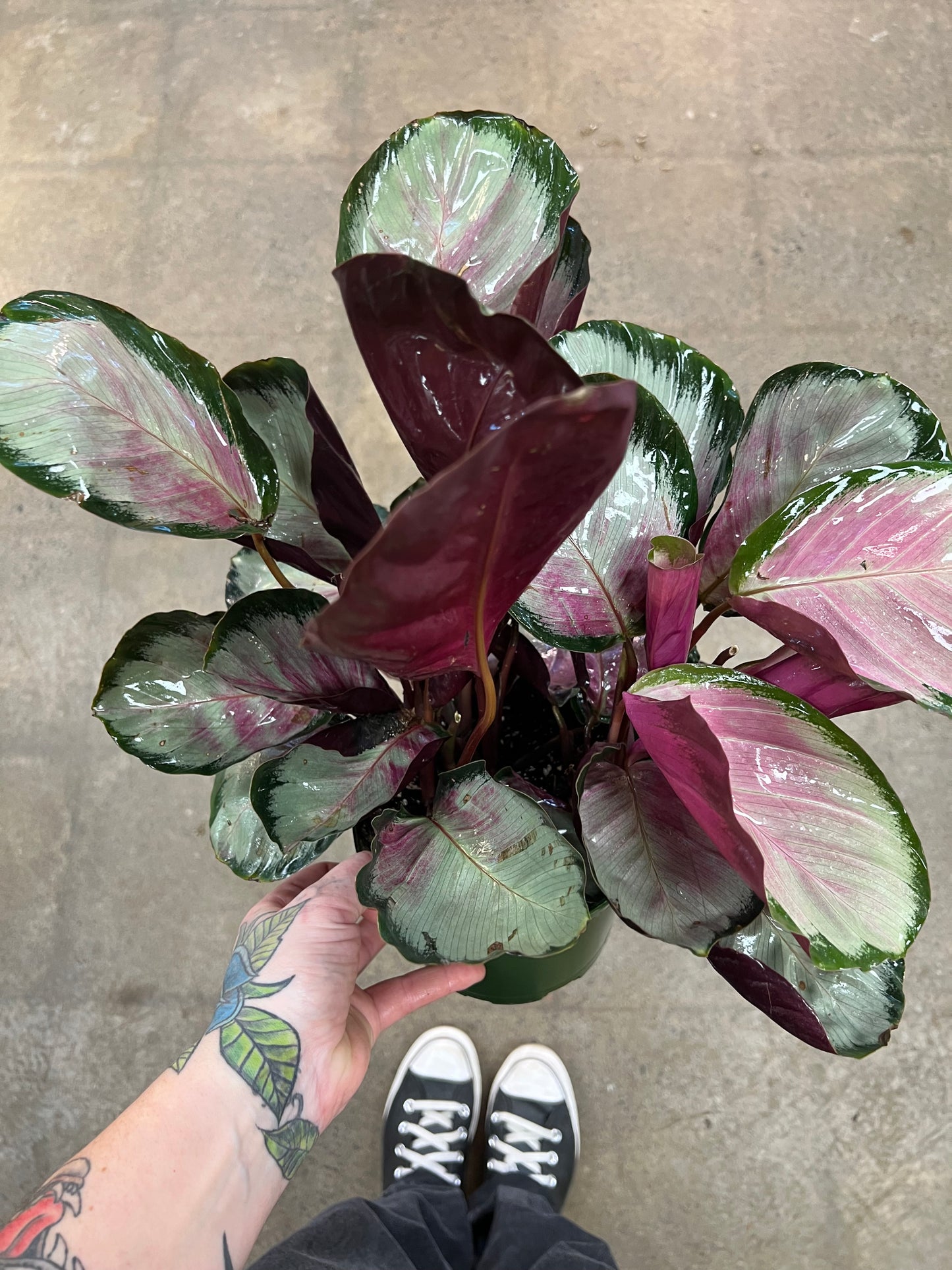 Calathea Northern Lights