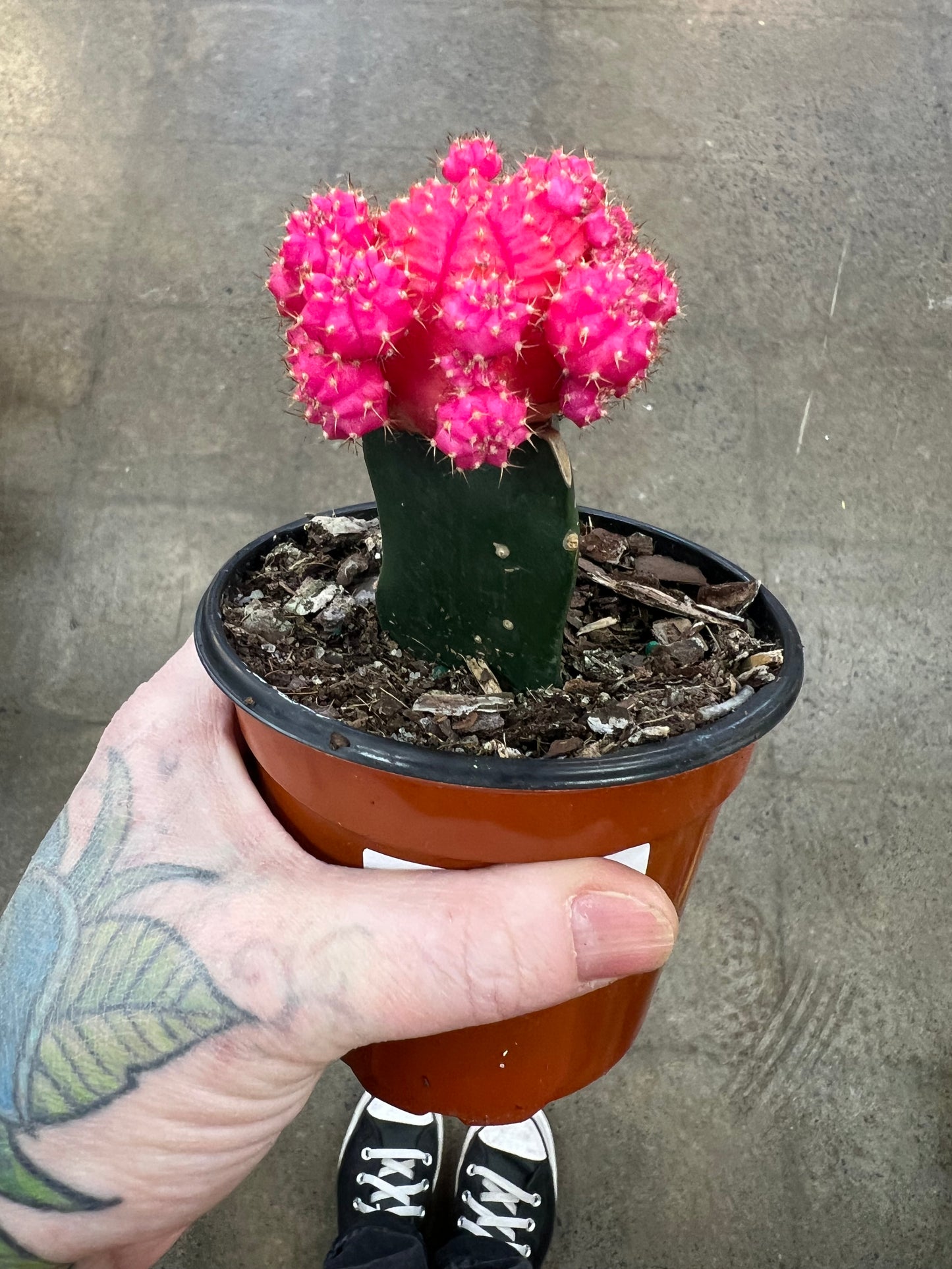 Cactus Greffé