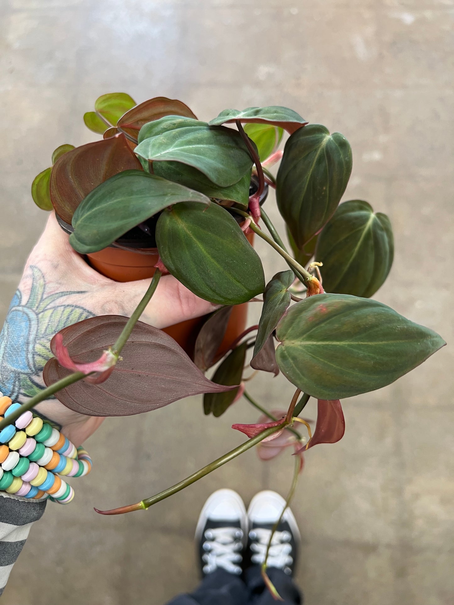 Philodendron Micans
