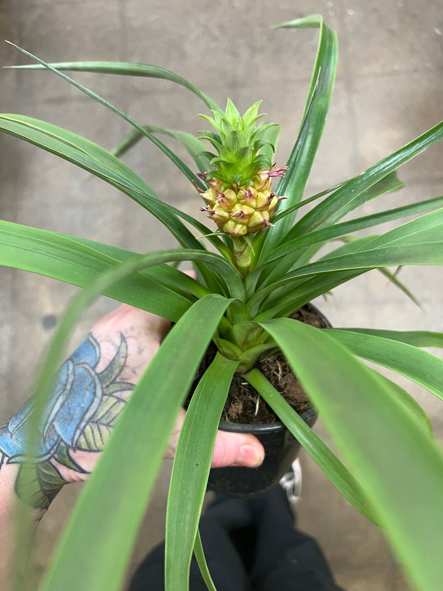 Ananas