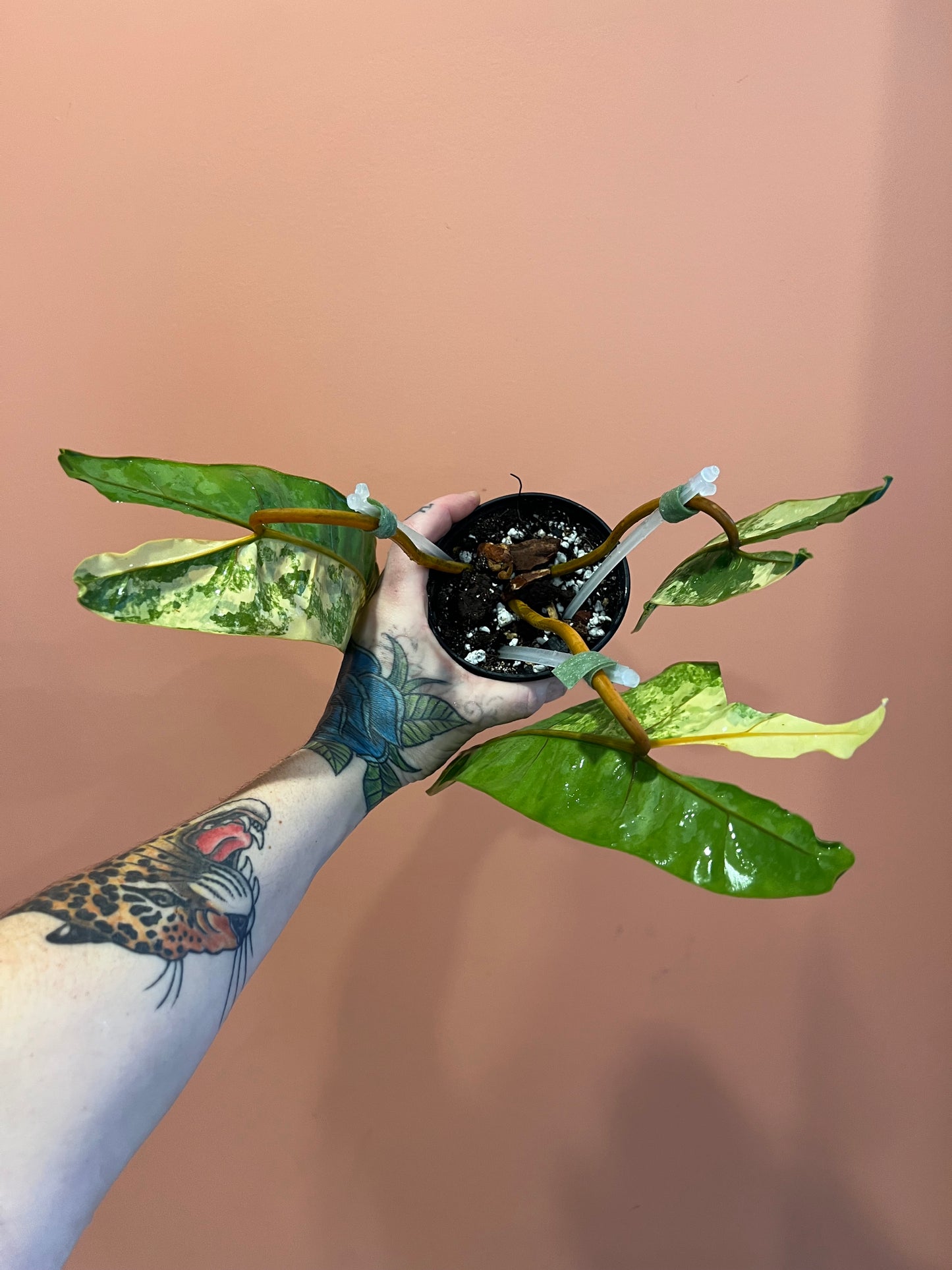 Philodendron Billietiae Variegated